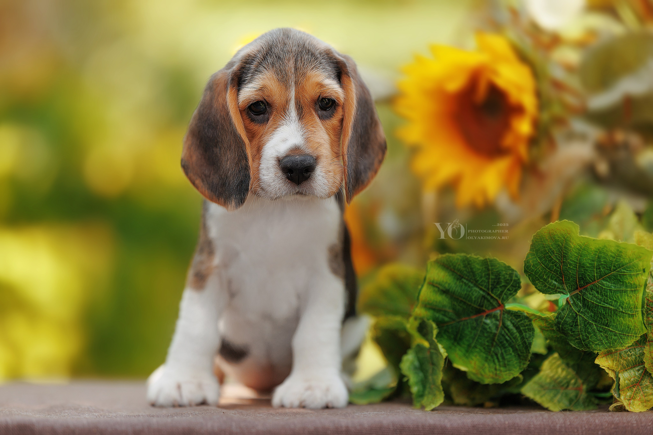 Щенки. Фотограф