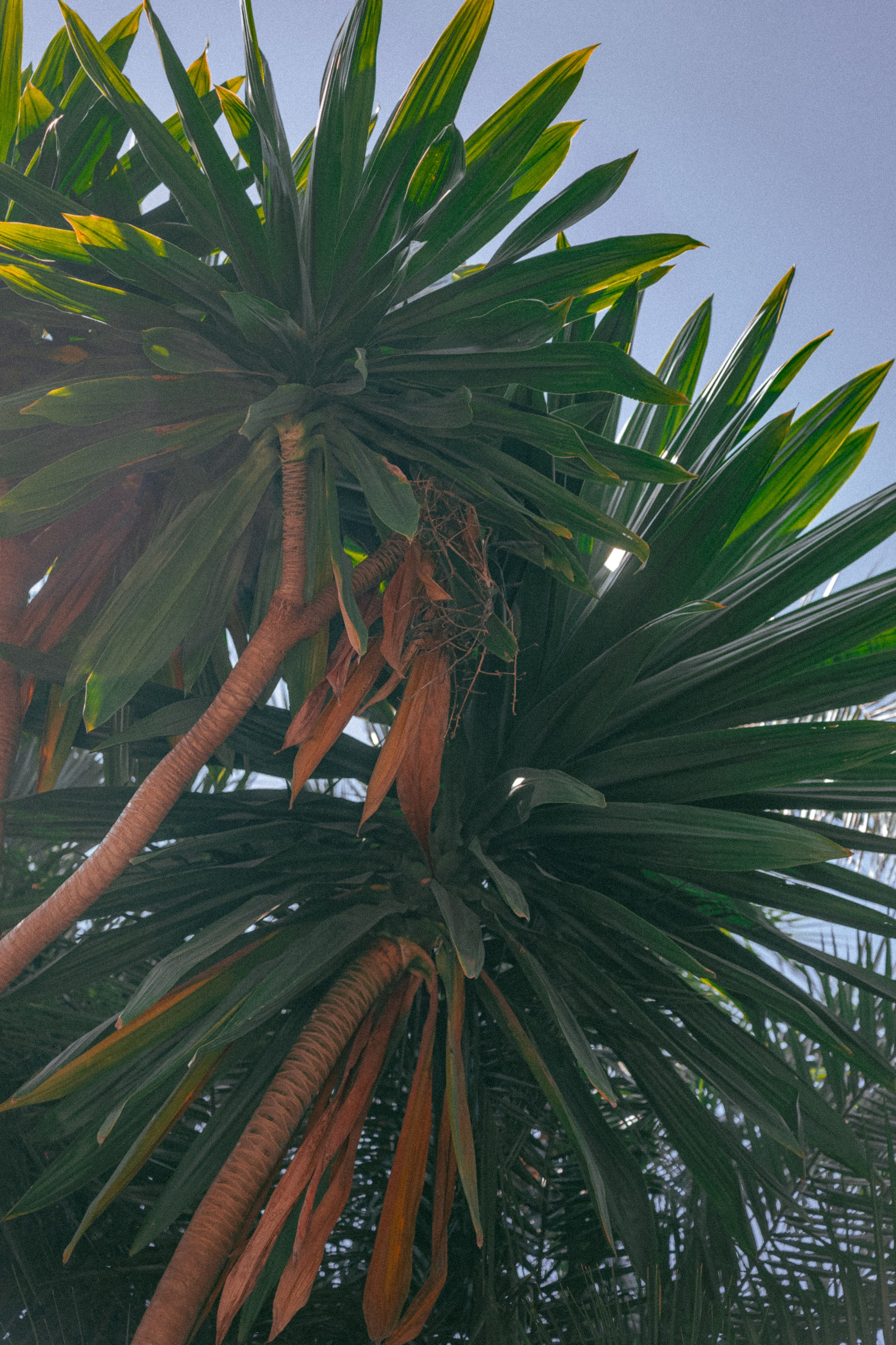 Плато жизни: Эфиопское нагорье. Юля Дэй • Фотограф, Санкт-Петербург