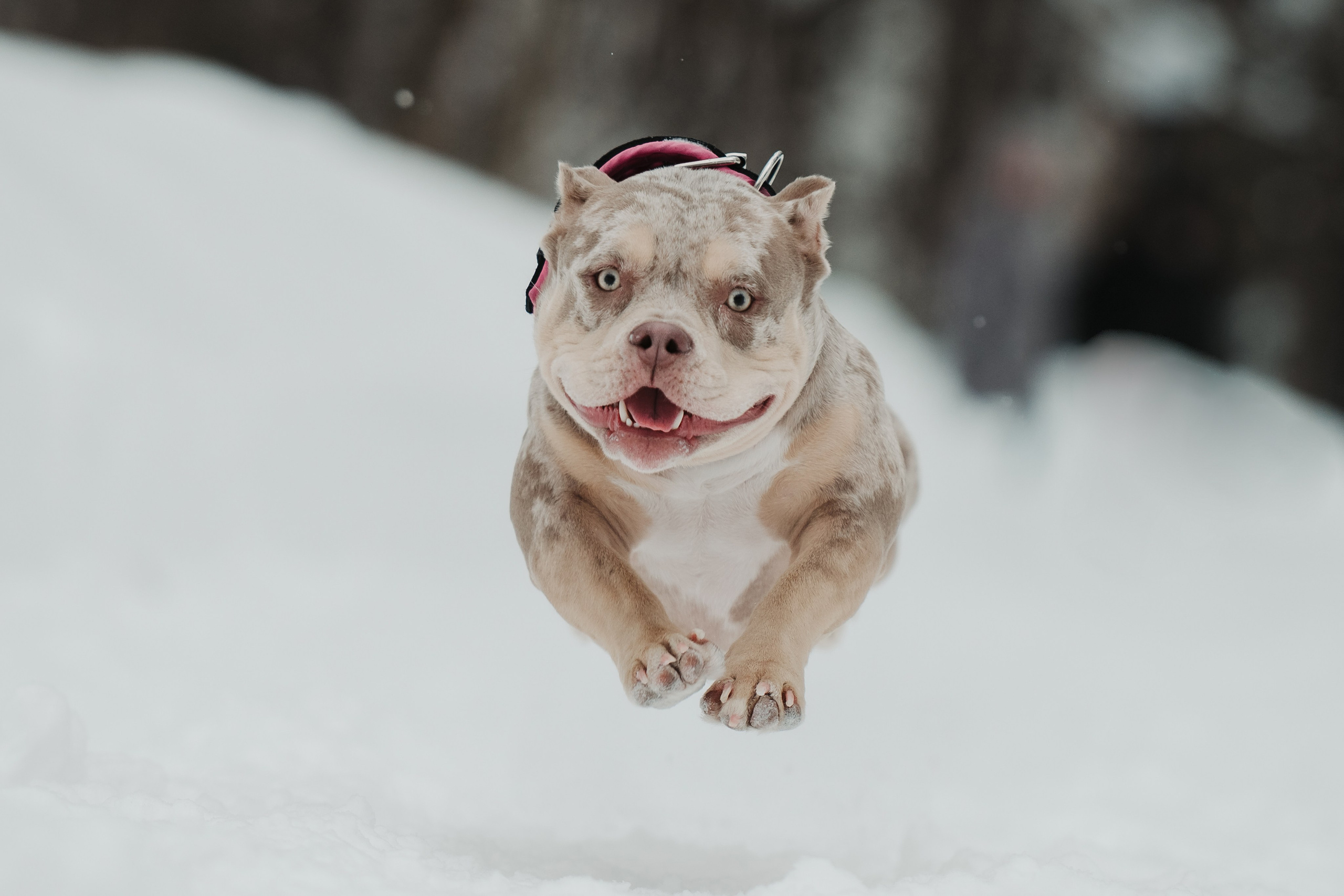 Зимняя LOVE STORY Вики, Артёма и Булочки. Семейный Фотограф в Москве Ирина Хохлова