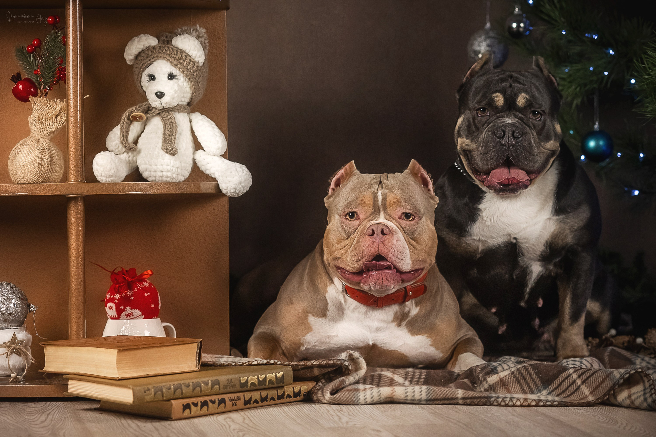 Фотодень_2 2025. Фотограф анималист Аня Ливанова | Рыбинск