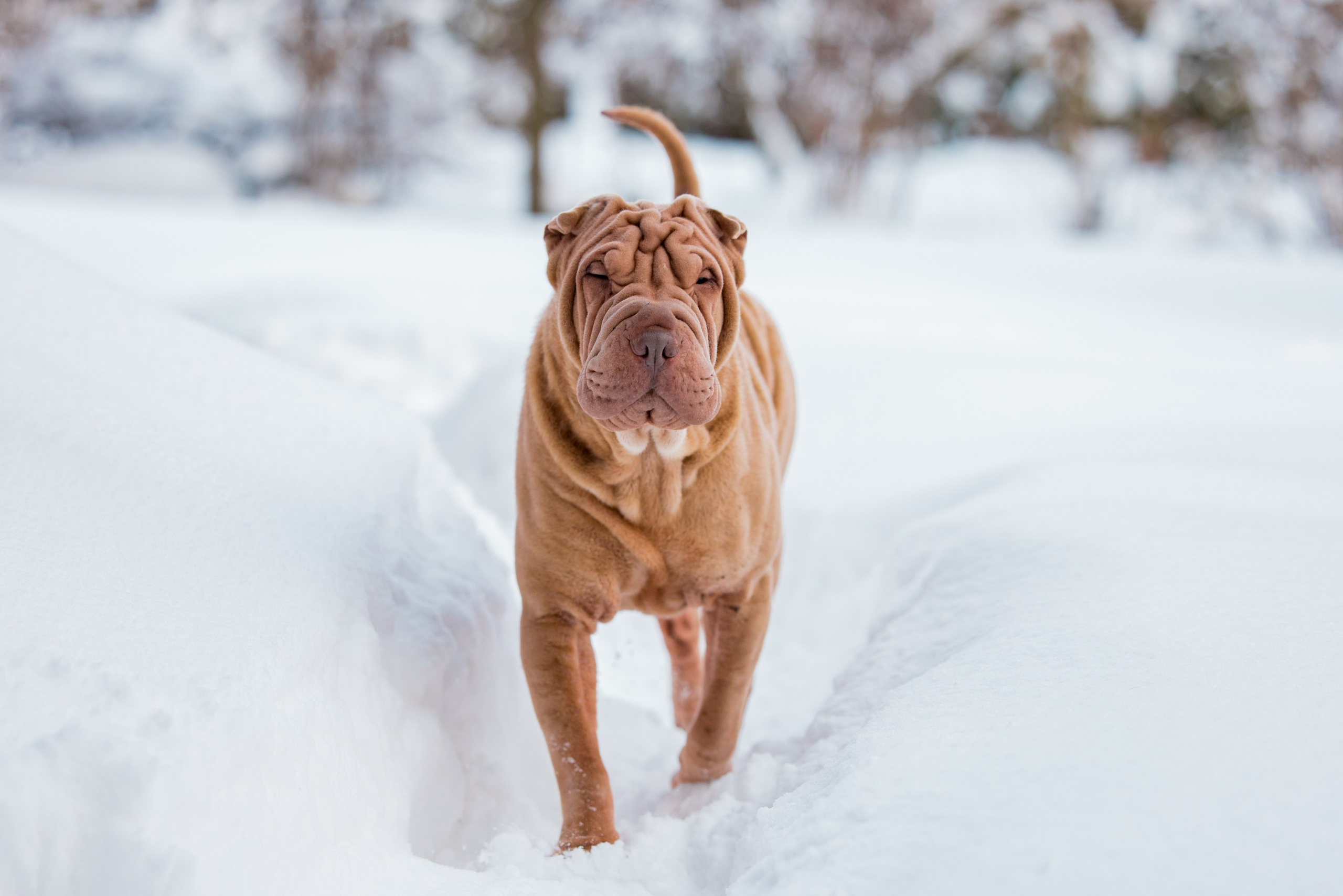В гостях у шарпеев 16.01.2024. Фотограф-анималист Юлия Германика