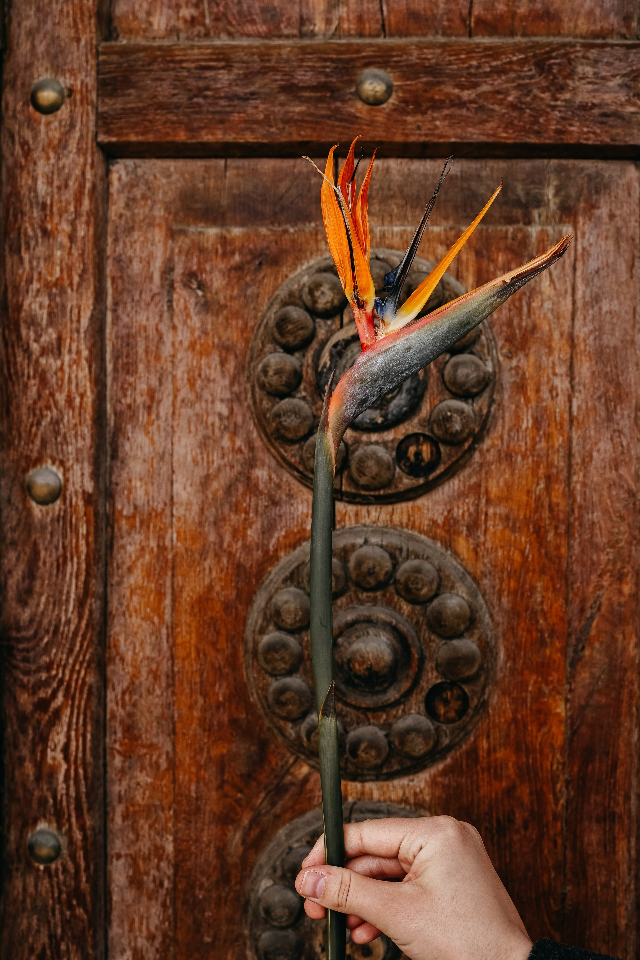 Анастасия. Свадебный и семейный фотограф в Воронеже Ксения Воротникова