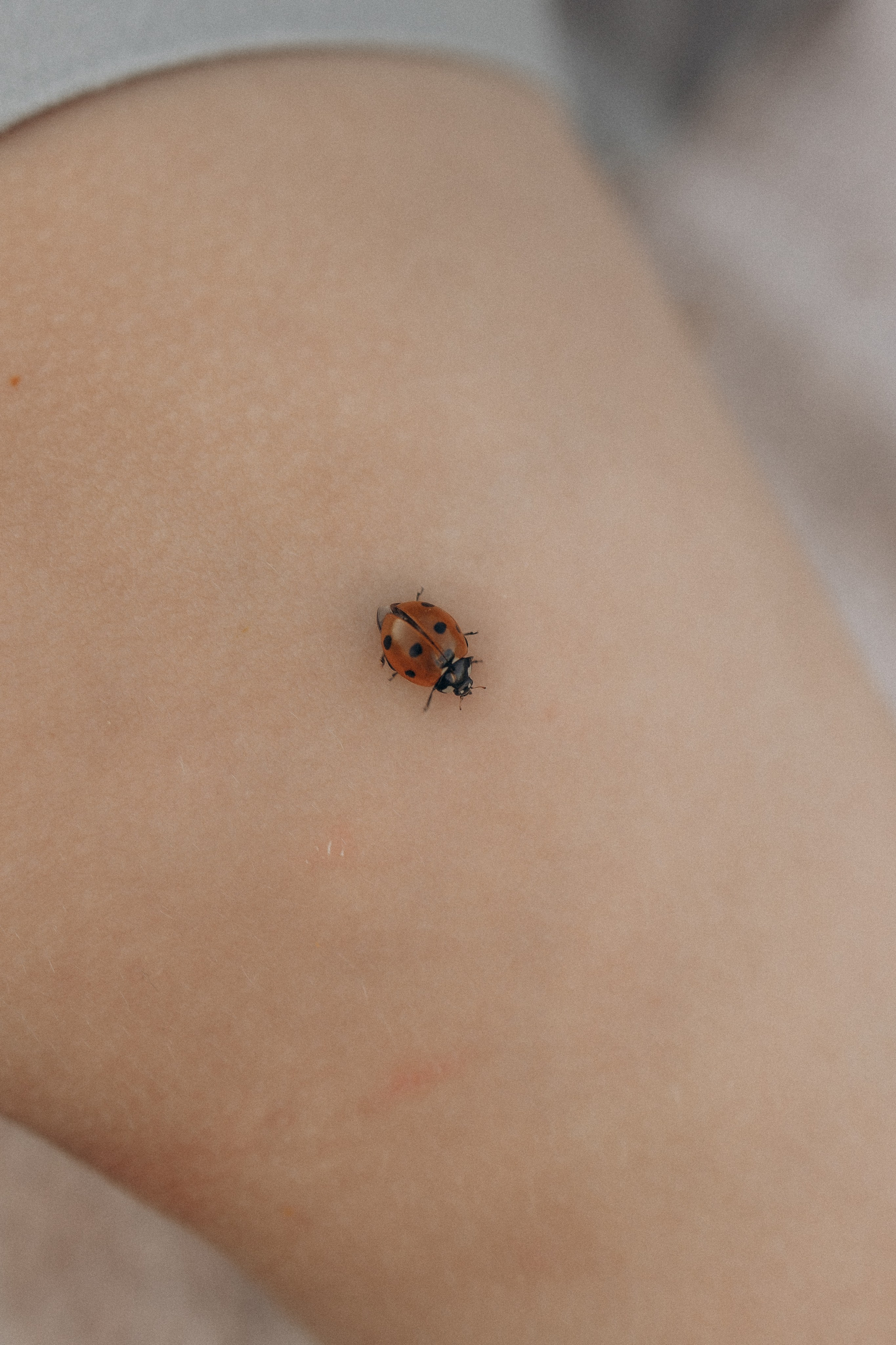 Семейная в ромашках. Эльвира Галимьянова — семейный фотограф Екатеринбурга