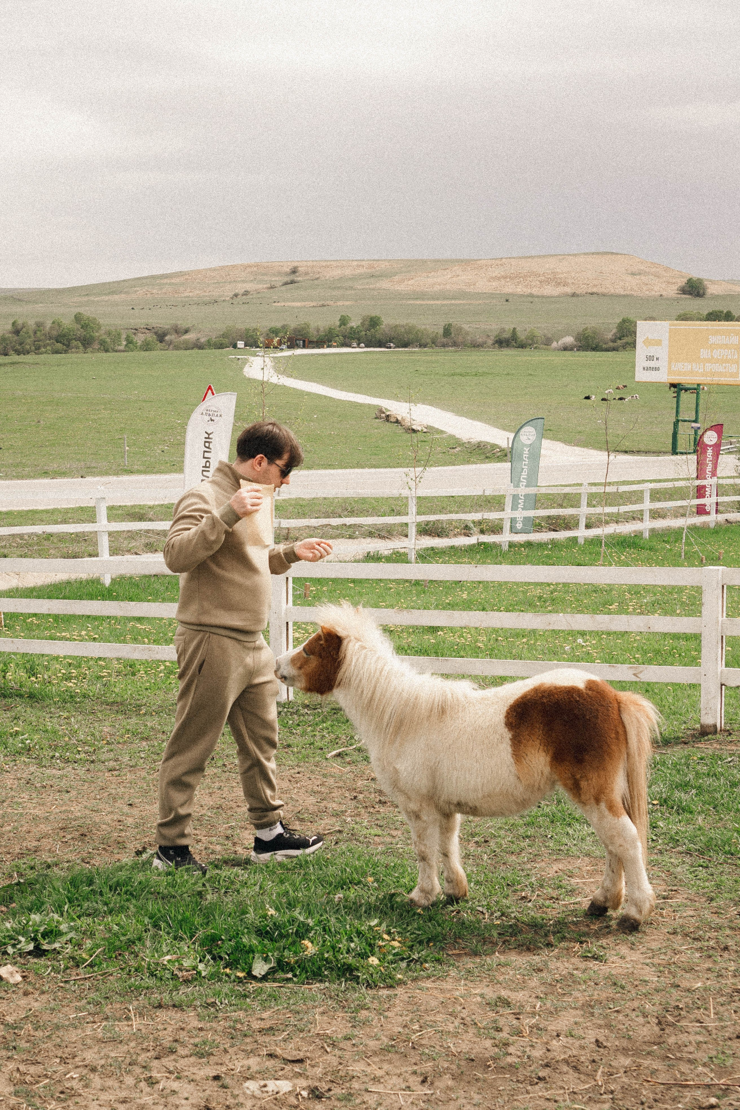 Ферма Альпак. Профессиональный фотограф, Санкт-Петербург — Виктория Богомолова