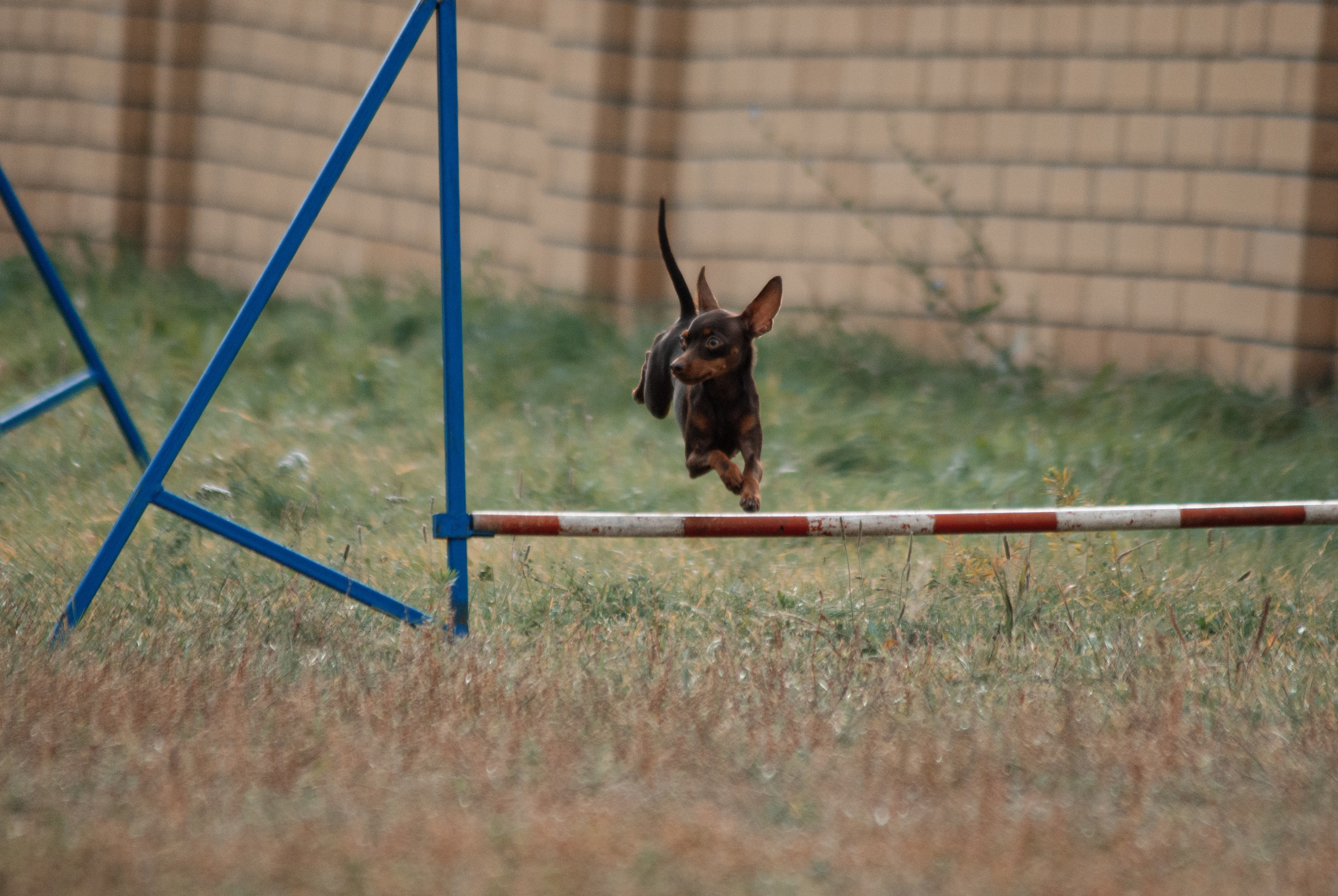 Аджилити. Фотограф в Тюмени Лизавета Сапицкая
