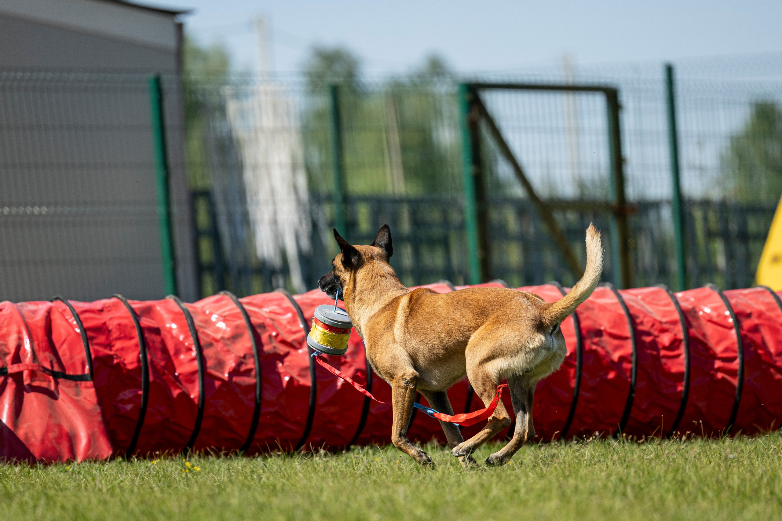 Испытания по мондьорингу в Нижнем Новгороде. Фотограф-анималист Анна Маринич