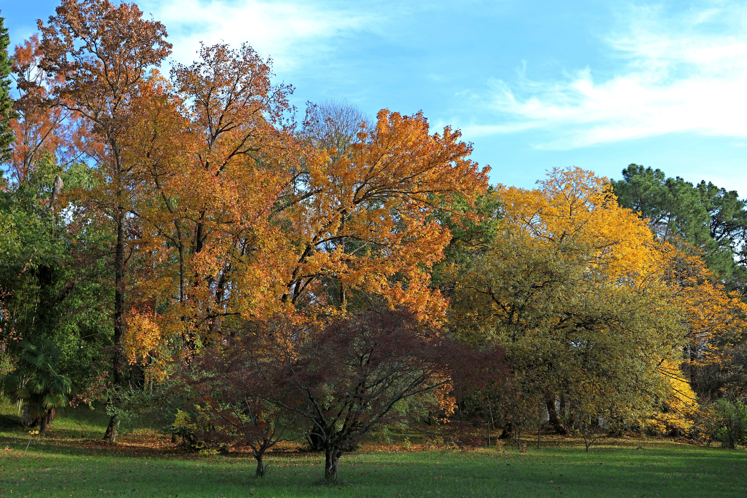 Цветы моего города. Фото-художник и Репортажный фотограф Николаев Александр Алексеевич