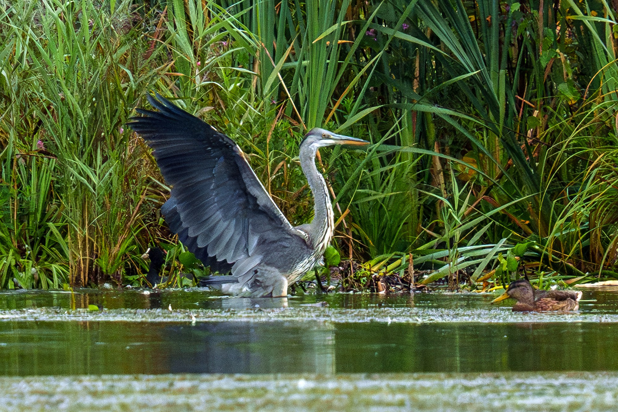 Удивительные мир птиц. Вокруг нас столько прекрасного — присмотритесь!. Ваш личный фотограф Марина Волкова