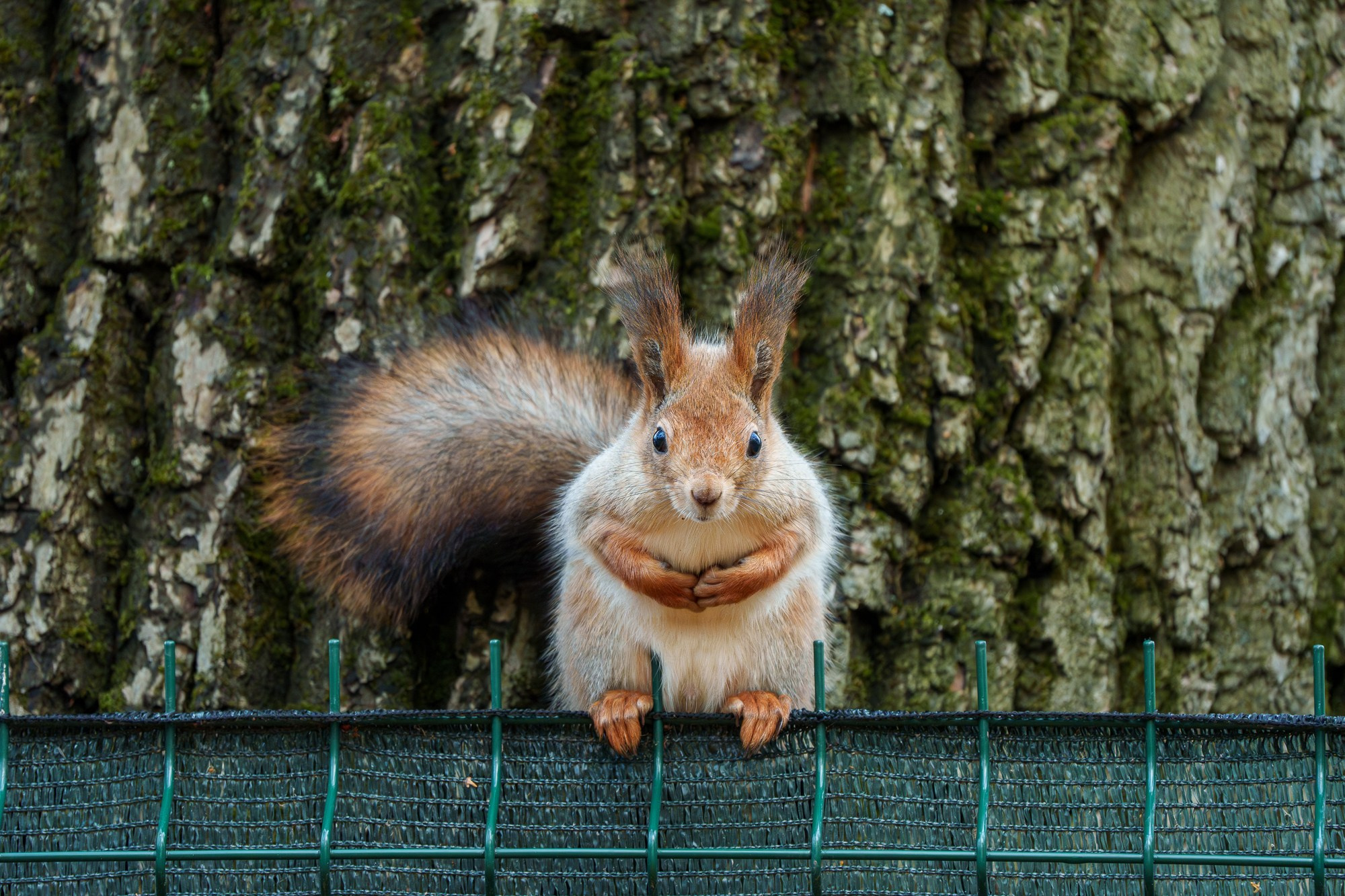 Животные. Ваш личный фотограф Марина Волкова