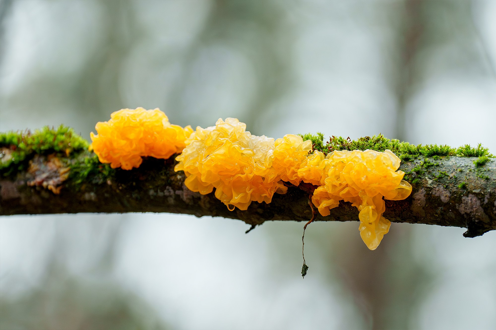 Цветы. Ваш личный фотограф Марина Волкова