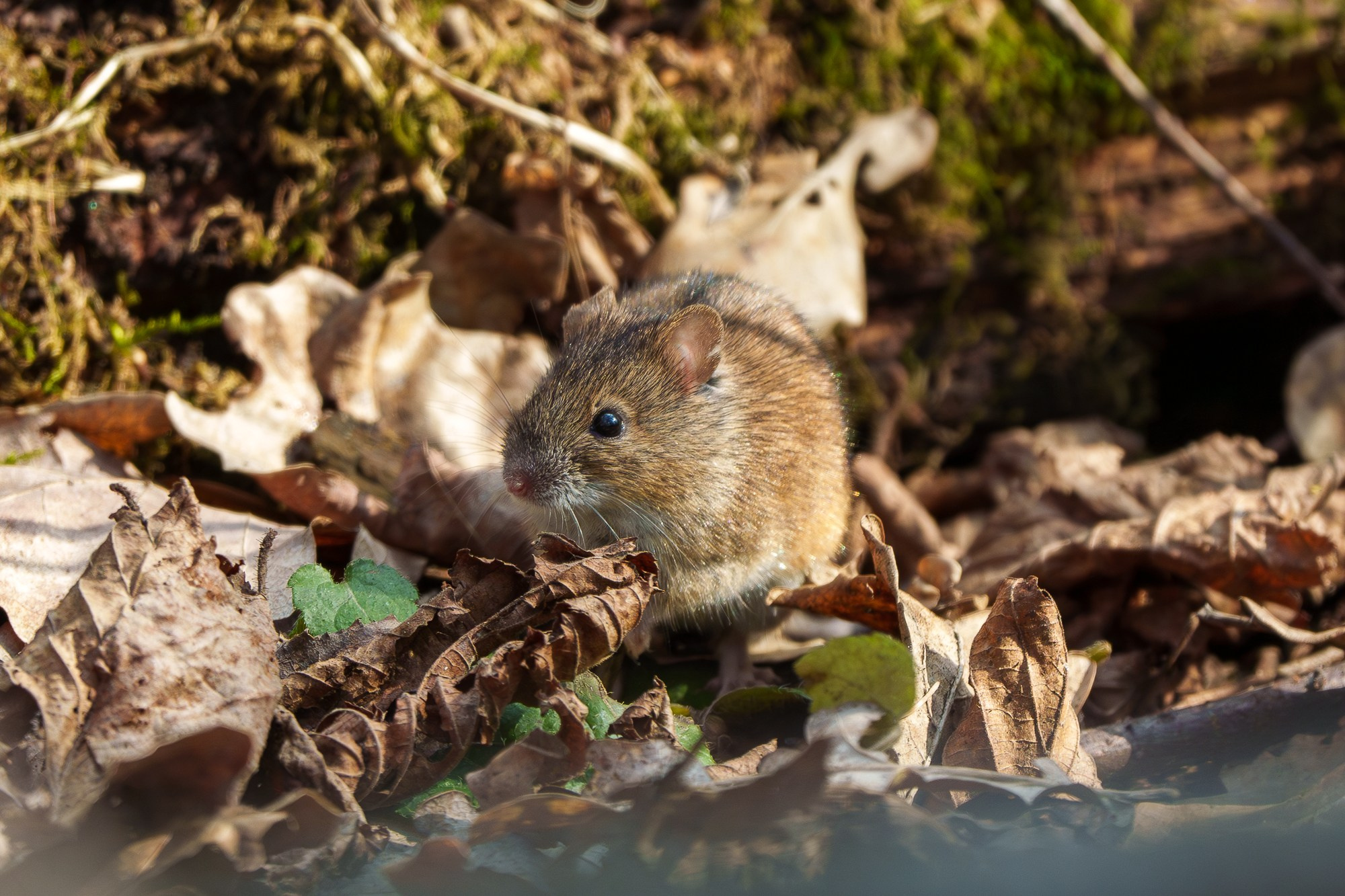 Животные. Ваш личный фотограф Марина Волкова