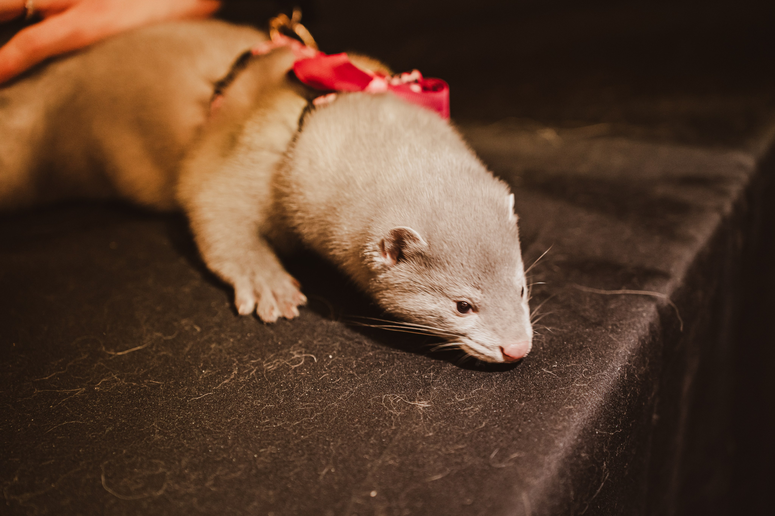 Fox Family fest. Репортажный фотограф Анастасия Рубцова