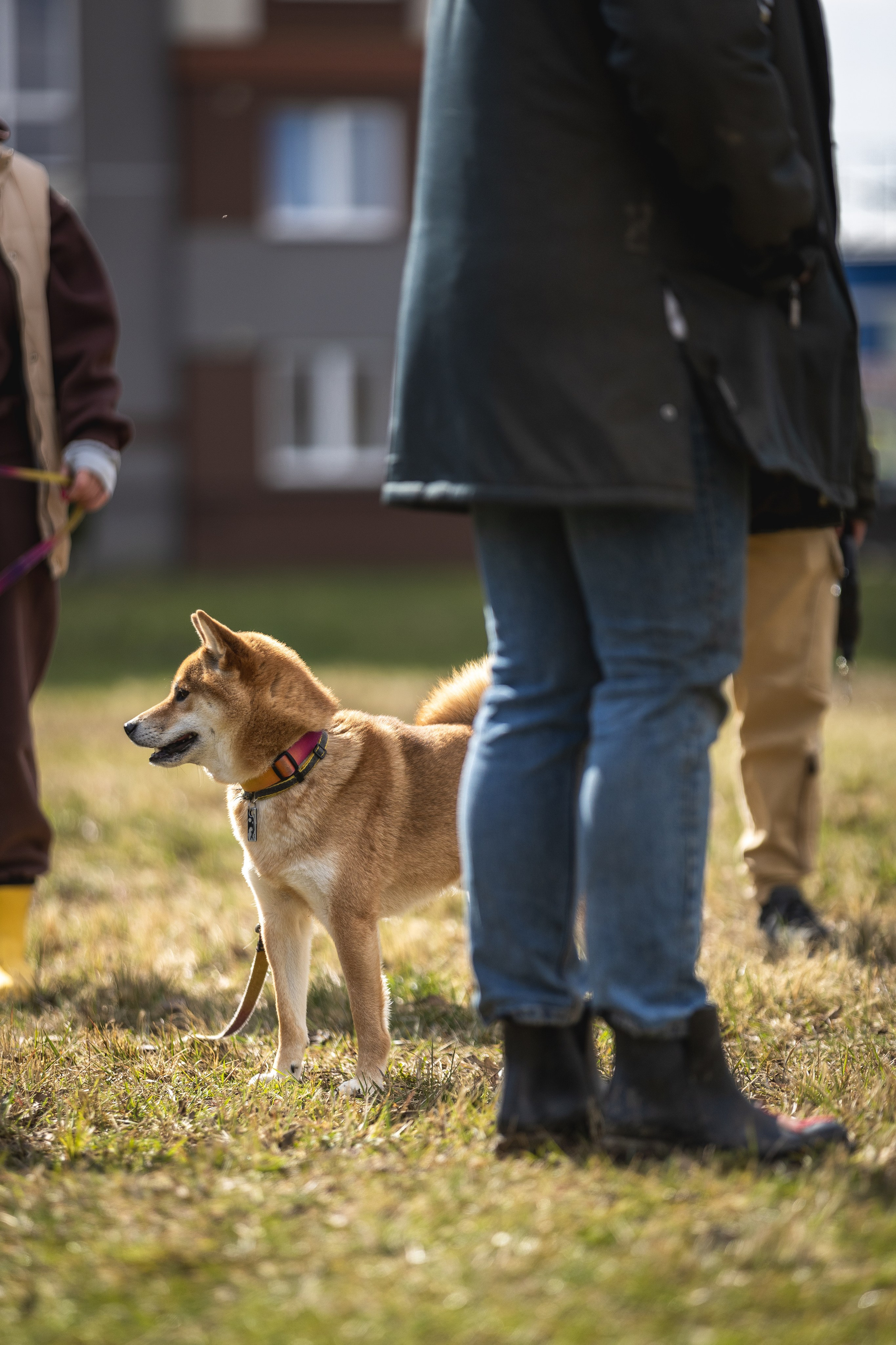 Догтуса 24.03.2024. Ирина Голомб|Фотограф-анималист в  Сочи и Калининграде