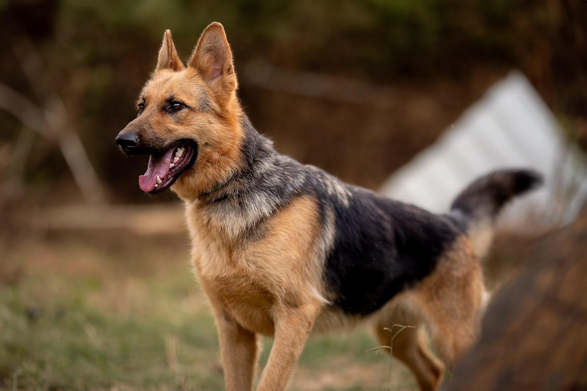 Приют Бим. Ирина Голомб|Фотограф-анималист в  Сочи и Калининграде