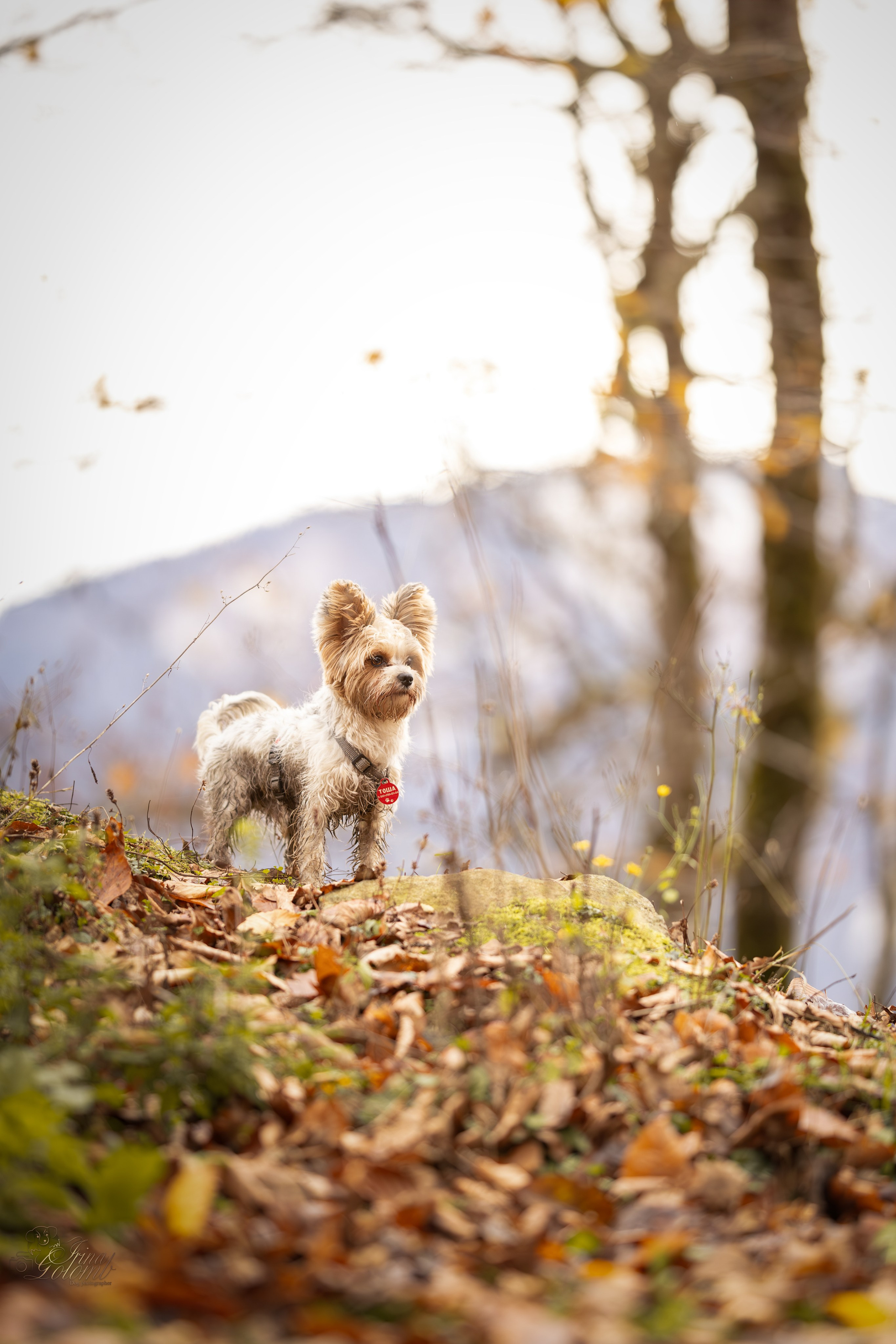 Бивер йорк Тоша. Ирина Голомб|Фотограф-анималист в  Сочи и Калининграде