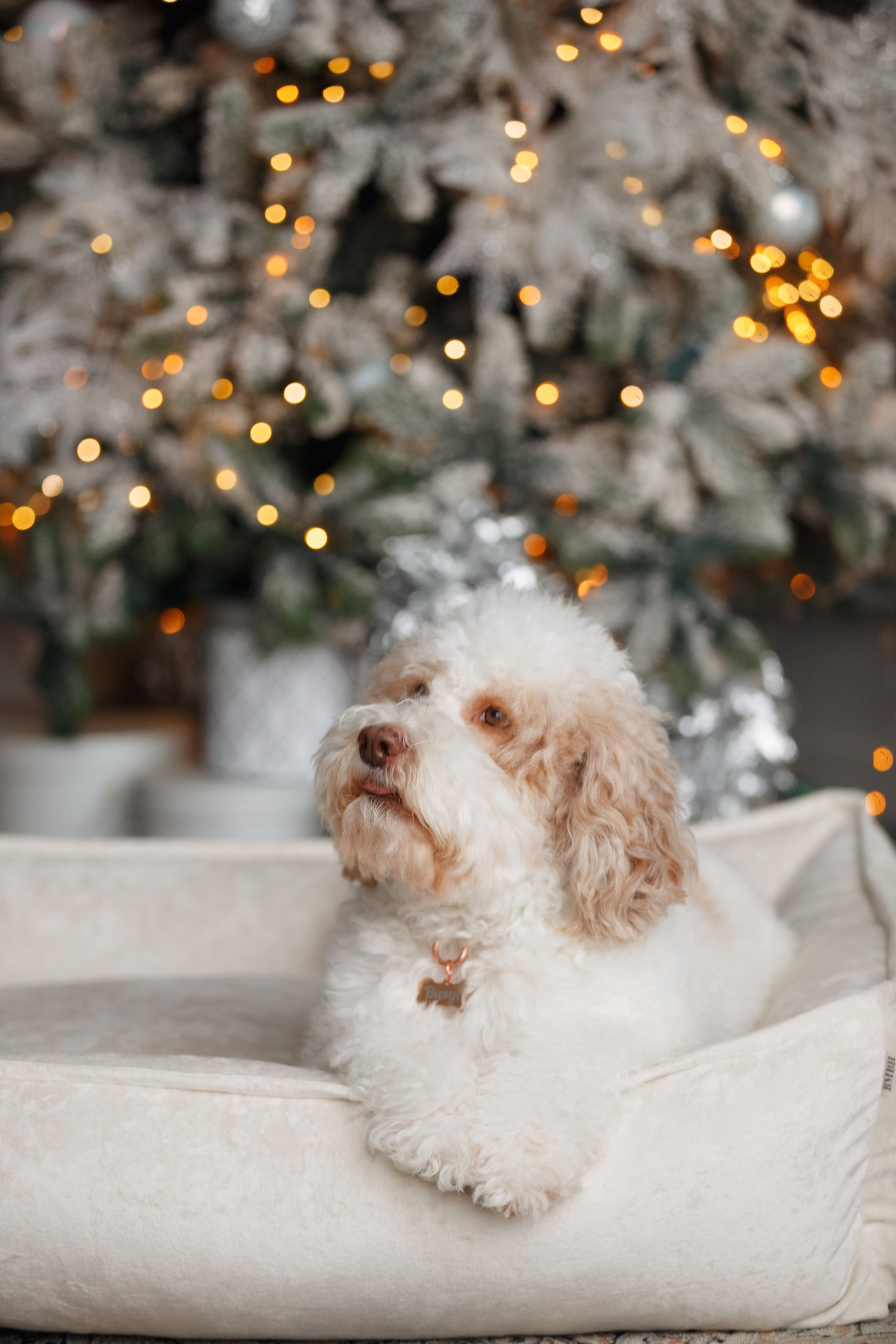 Bmbh лежанки и адресники. Фотограф анималист Кристина Карпова, Москва