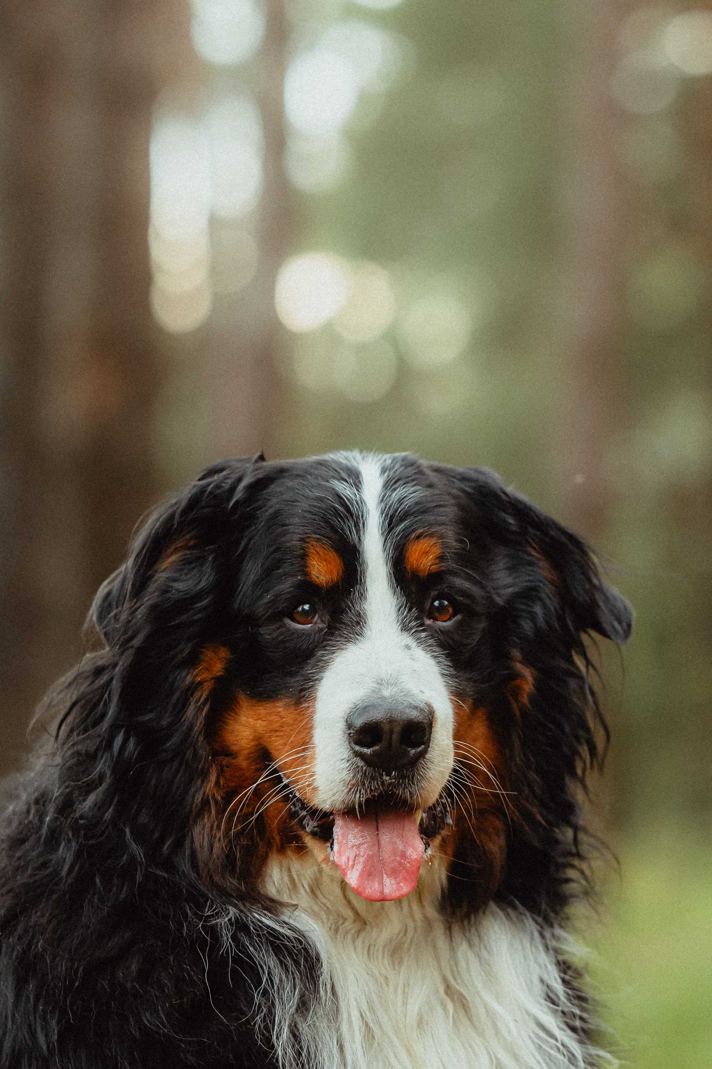Выездной дог-тренинг от школы «Шерсть имею»