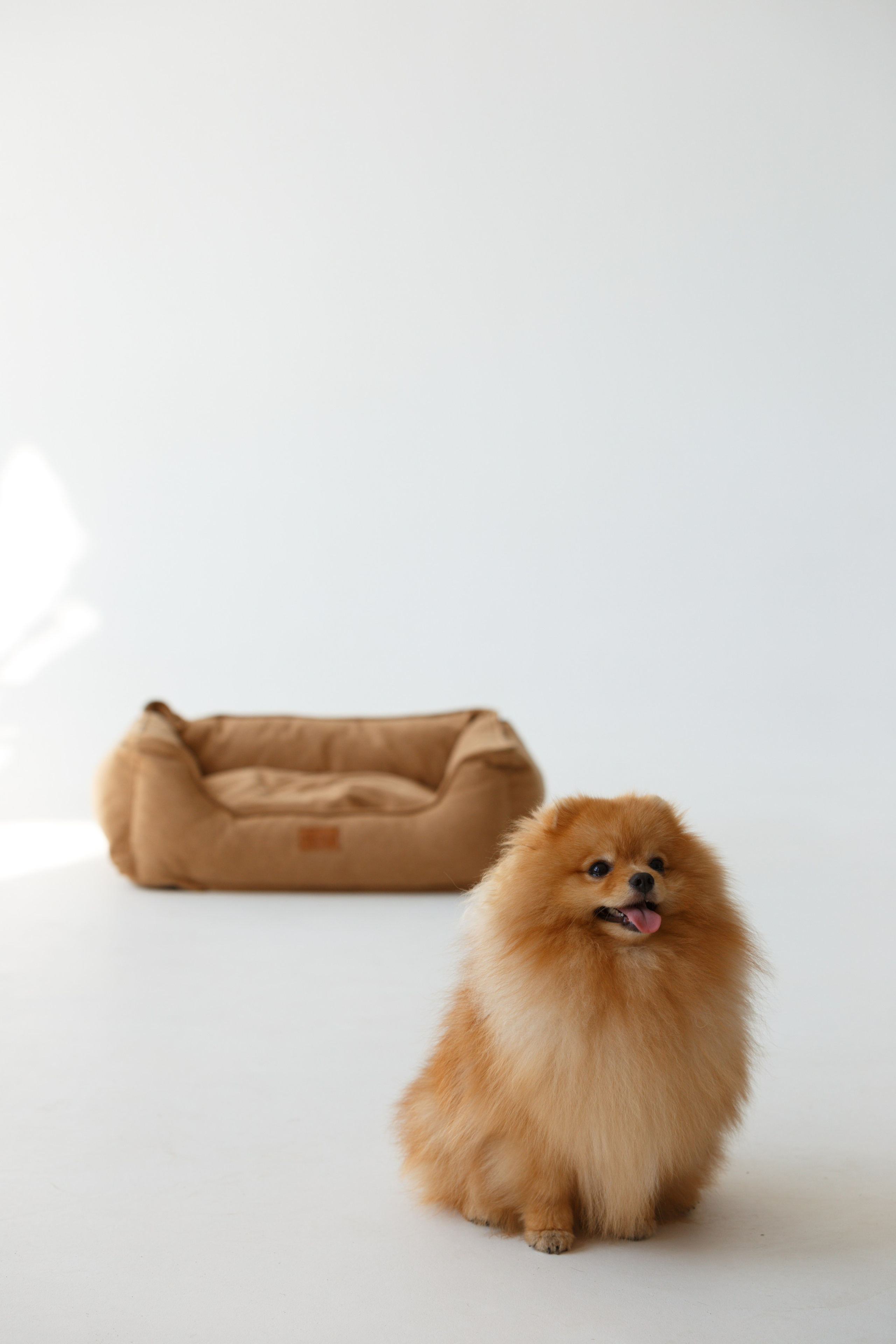 Boonwood Pets лежанки для животных. Фотограф анималист Кристина Карпова, Москва