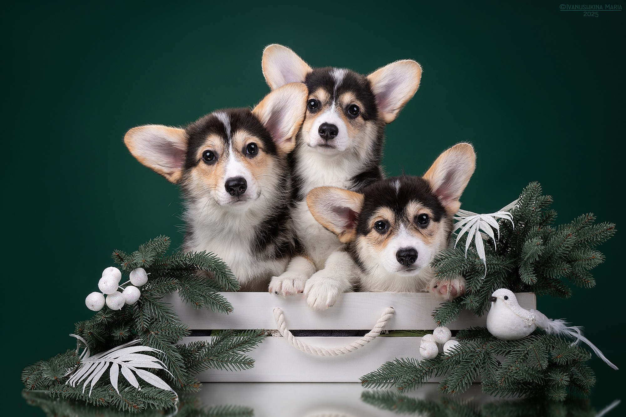 Фотосессия щенков на фонах. Фотограф собак в Москве и Московской области Иванушкина Мария