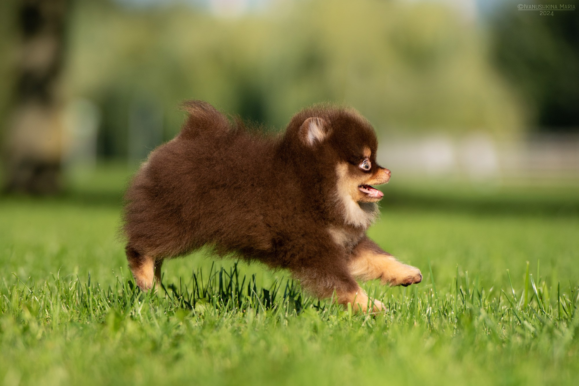 Фотосессия щенков на продажу. Фотограф собак в Москве и Московской области Иванушкина Мария