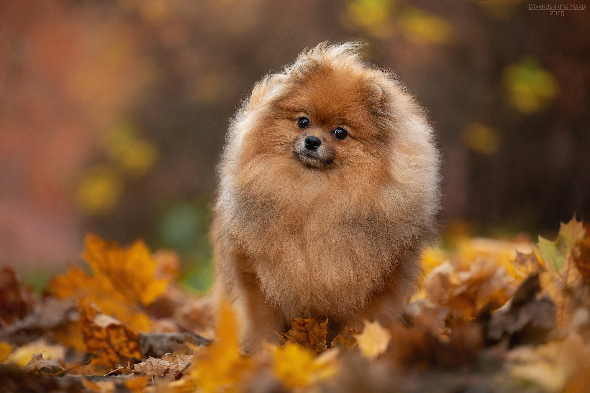 Фотограф-анималист. Фотограф собак в Москве и Московской области Иванушкина Мария