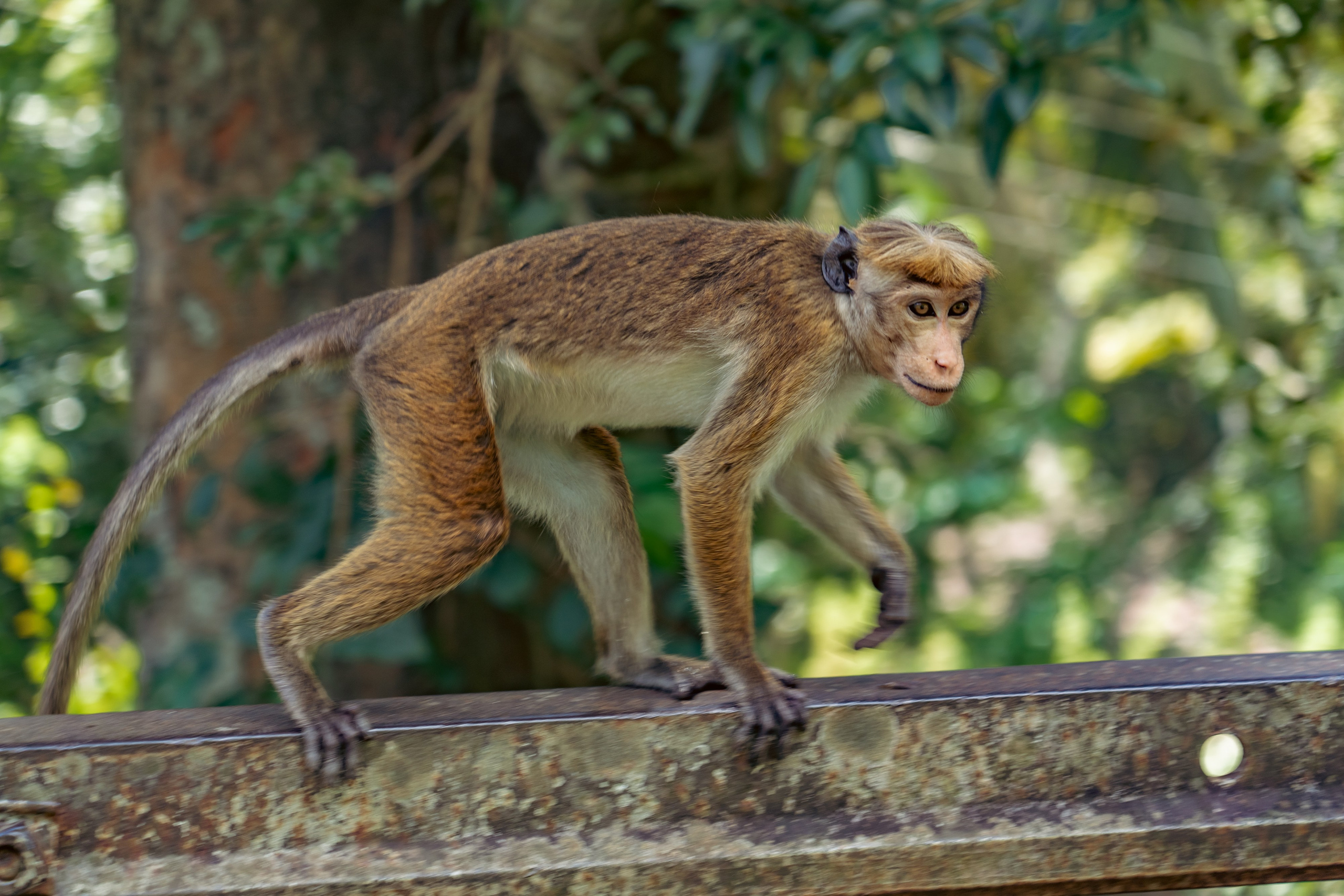 Promo content shooting for Ceylon Forward Tours