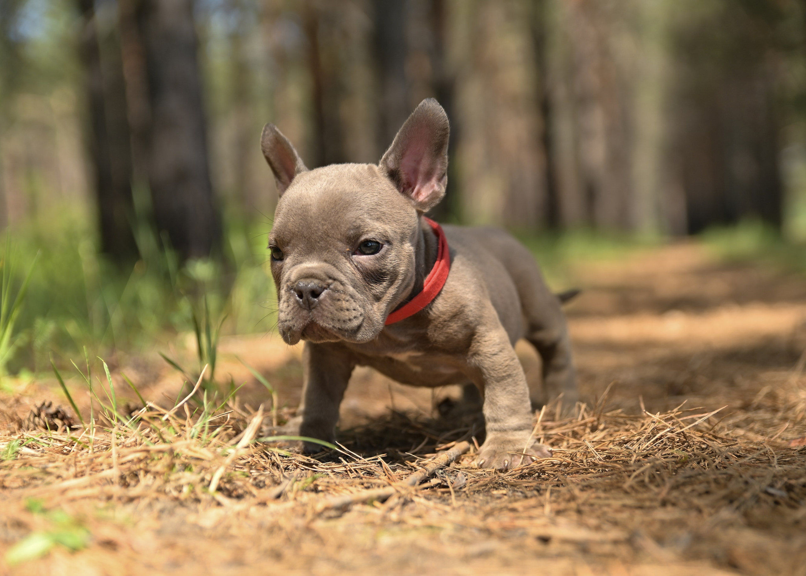 Свободные щенки Американский Булли в Иркутске. Питомник собак Иркутск