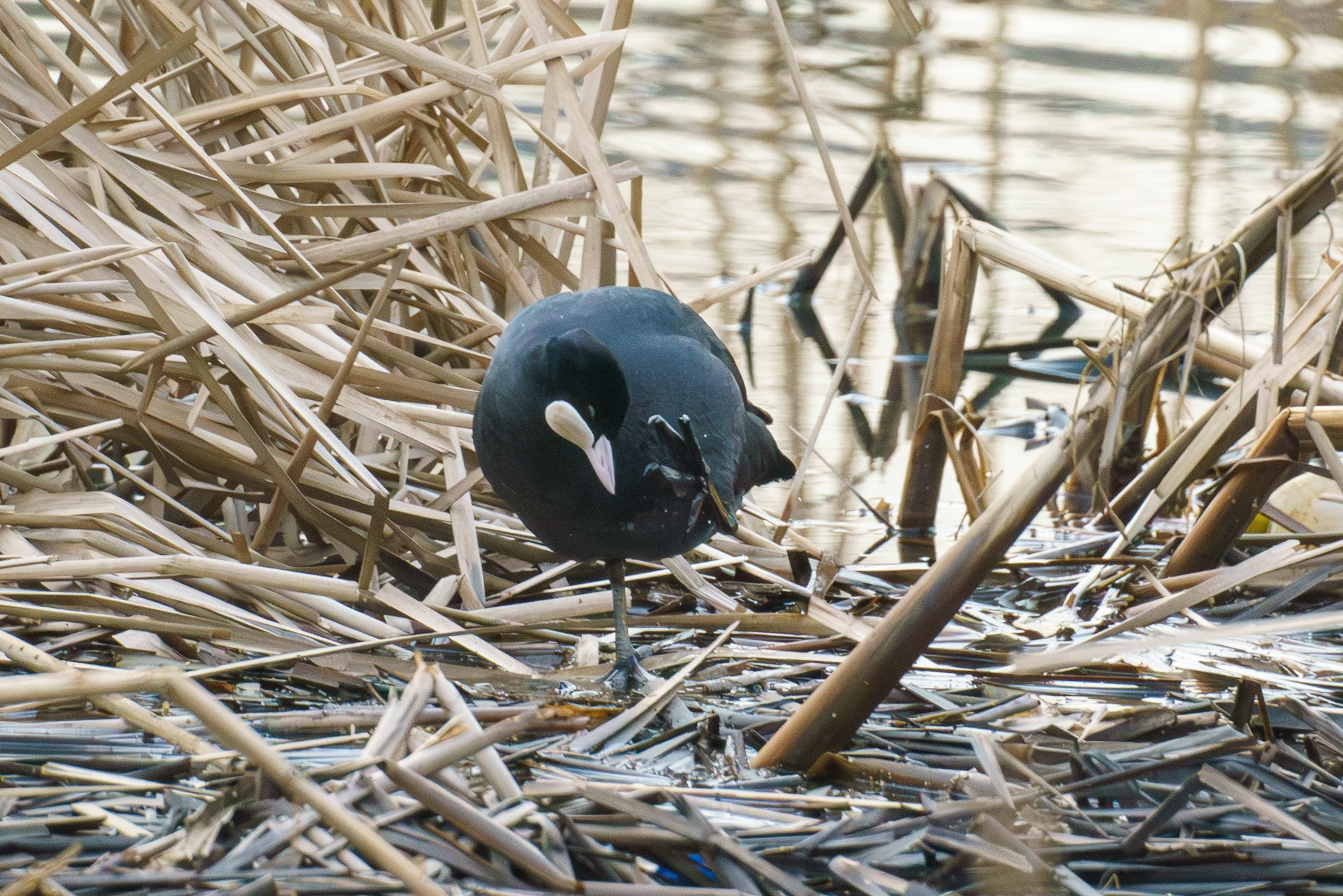 Удивительные мир птиц. Вокруг нас столько прекрасного — присмотритесь!. Ваш личный фотограф Марина Волкова