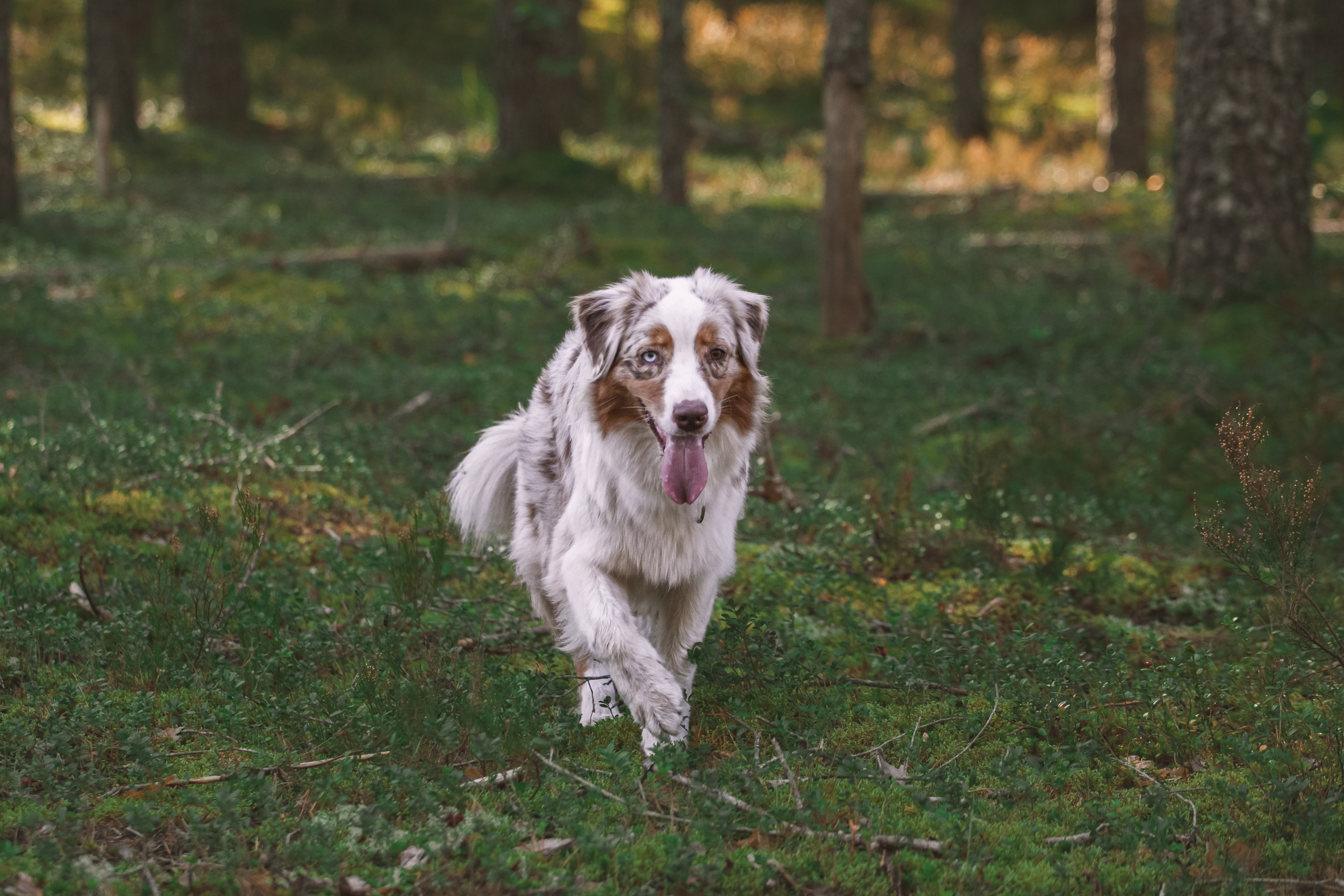 Фотопрогулка в Ленобласти. Фотограф-анималист Татьяна Степанова