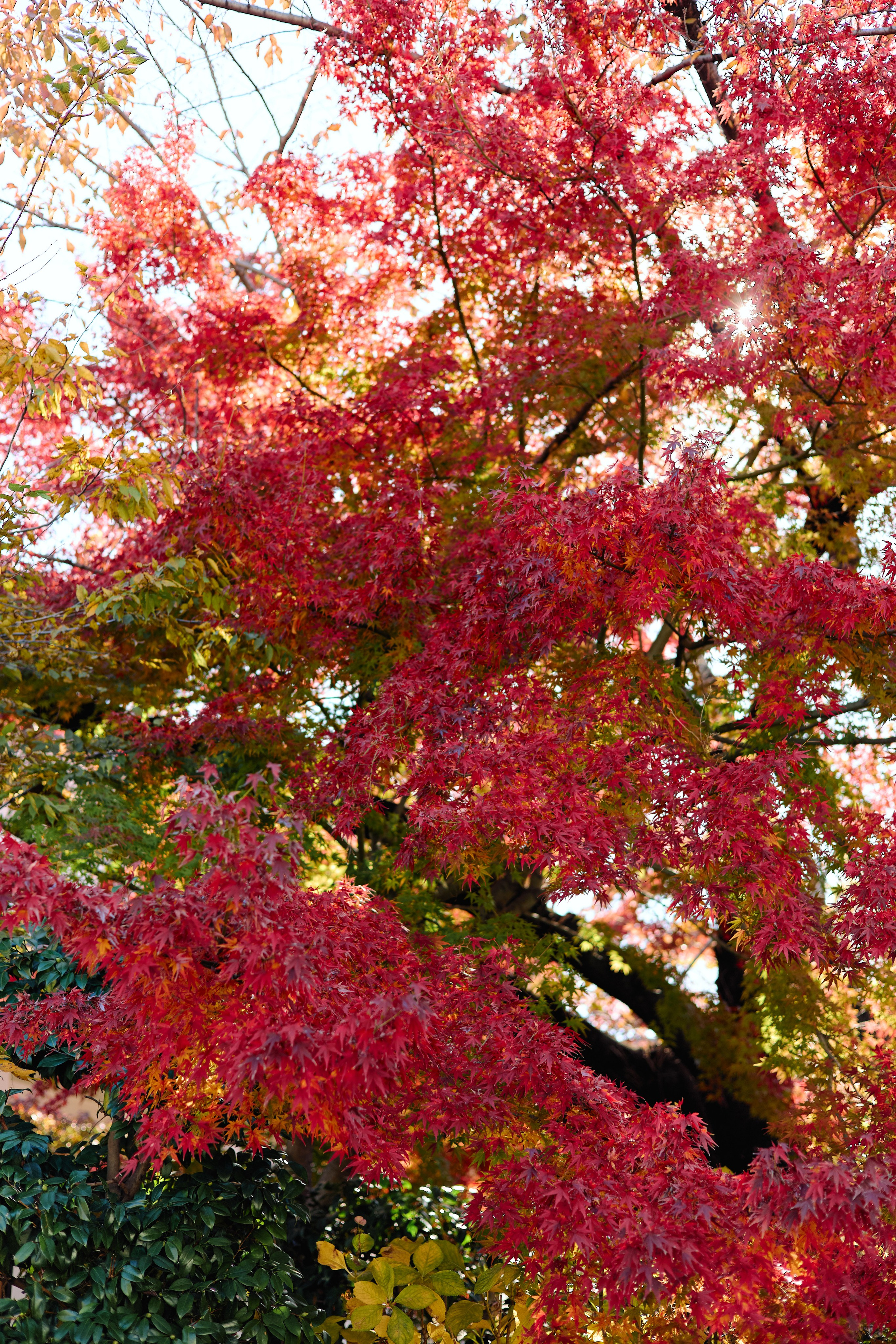 Япония. Профессиональный Фотограф во Владимире, в Москве и в Суздале — Полина Романычева