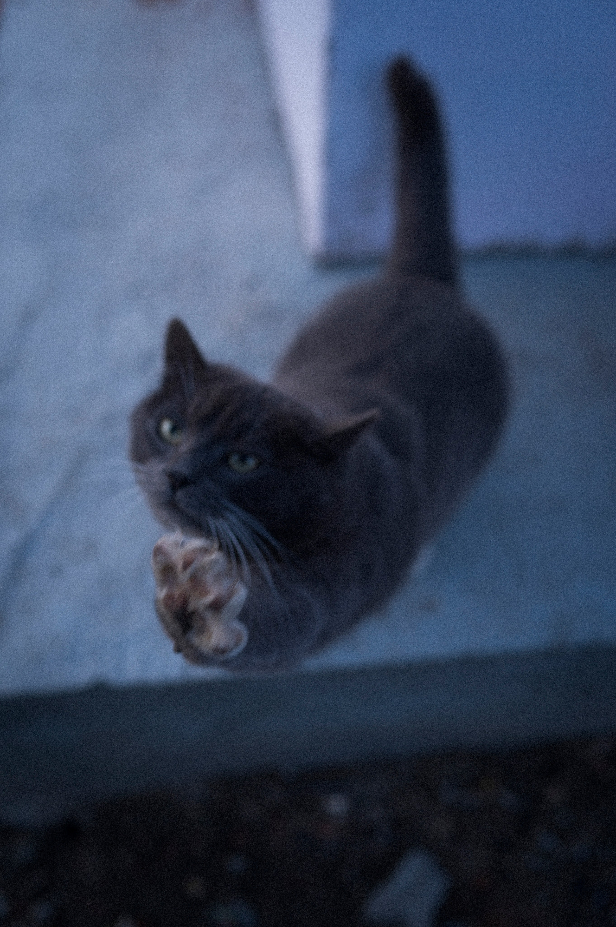 Late Honeymoon. Kartascheff