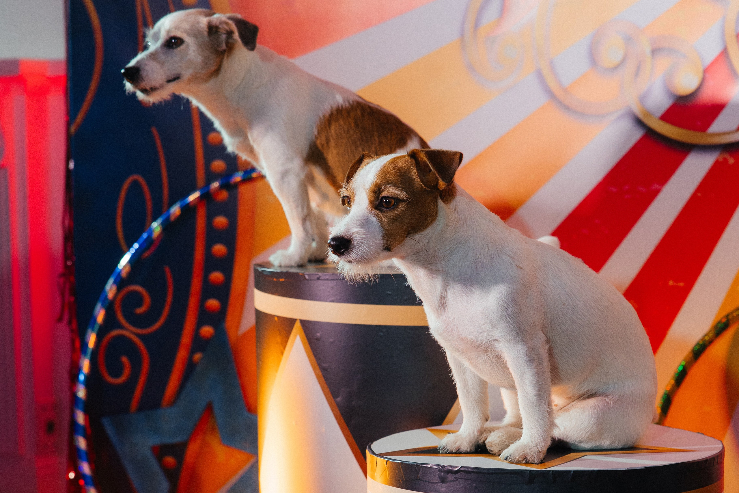 Корпоратив Цирк. Свадебный фотограф Минск РБ