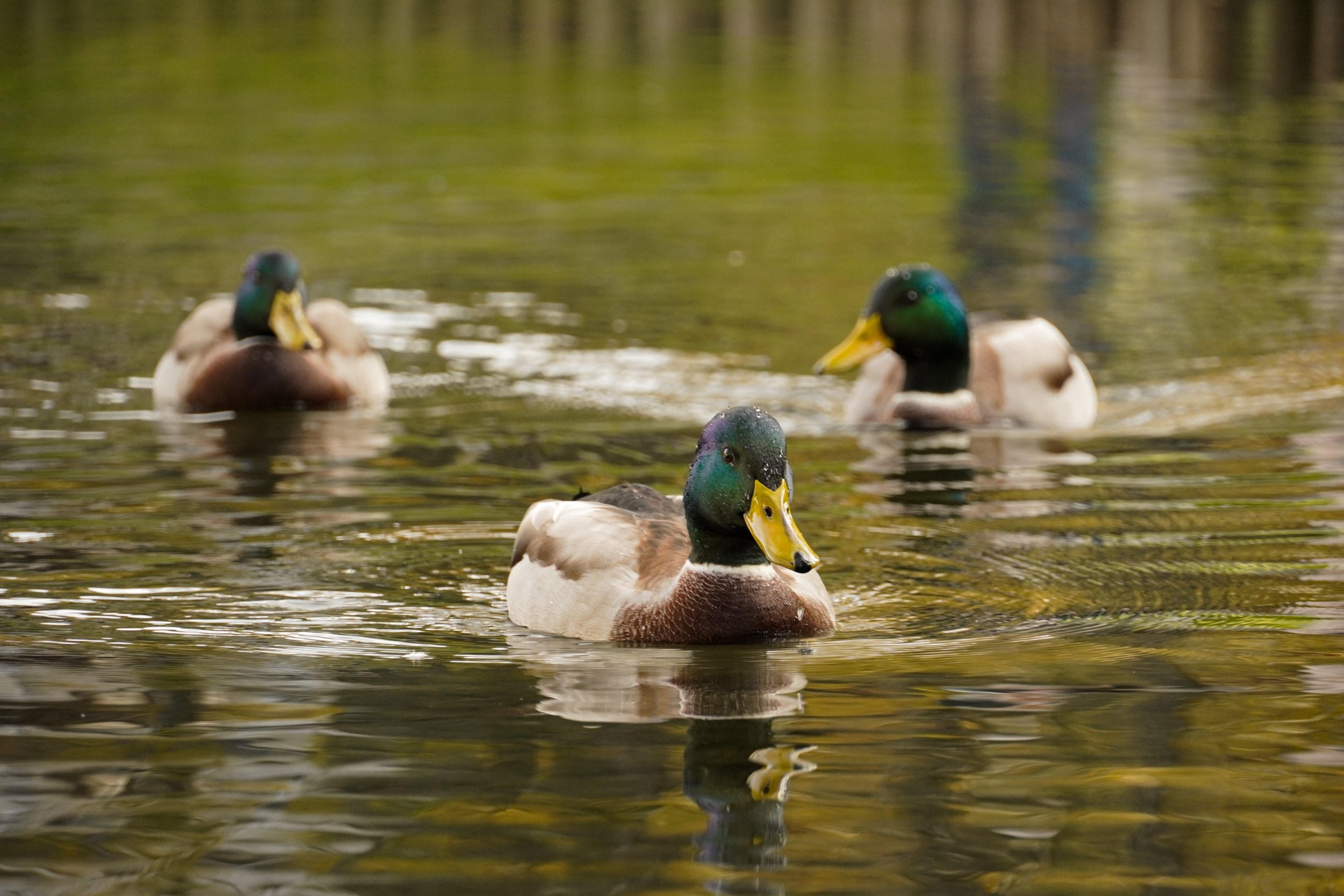 Птицы. Photographer Pavel Romashchenko