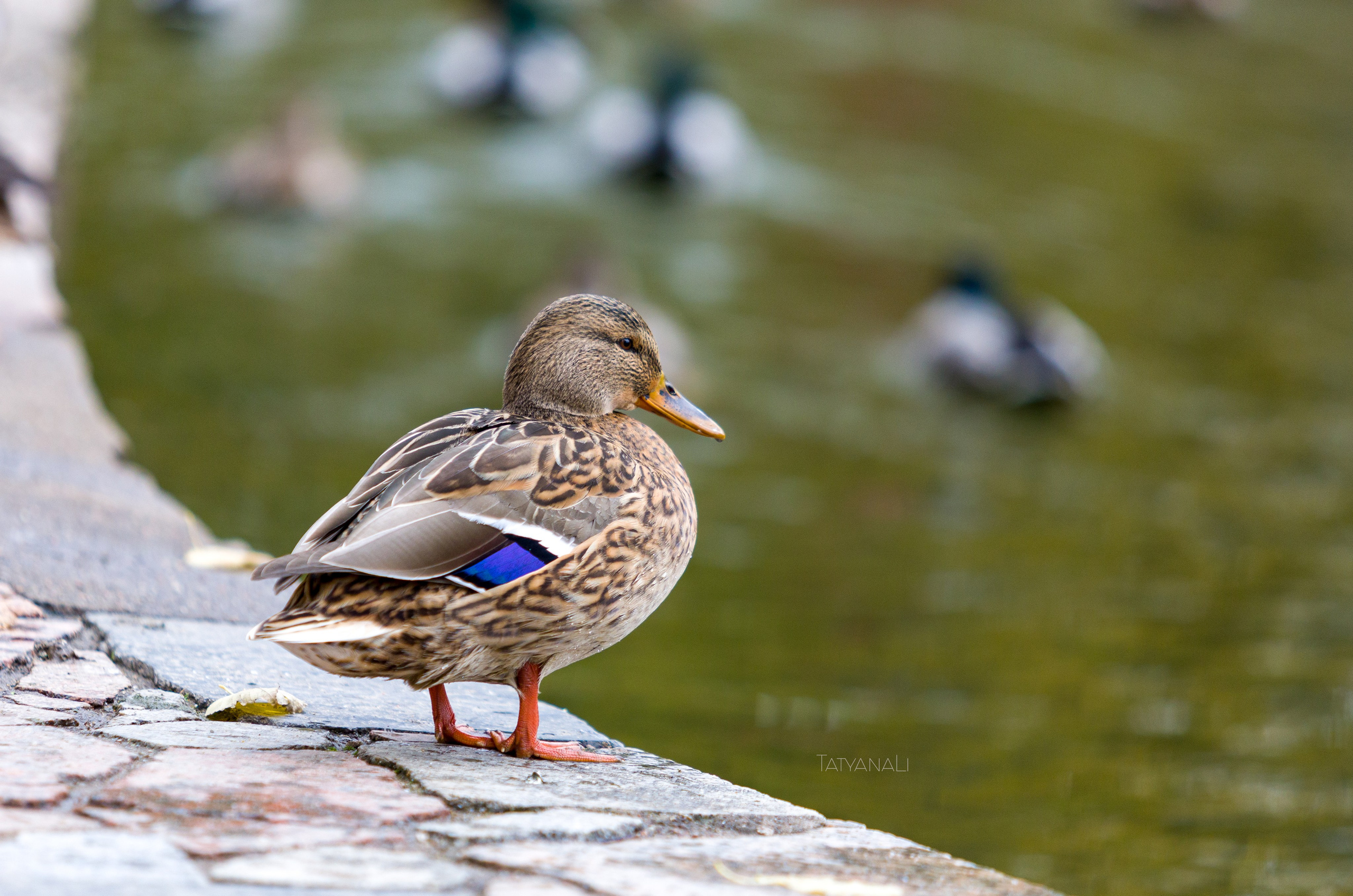 Фотограф — анималист Татьяна Ли