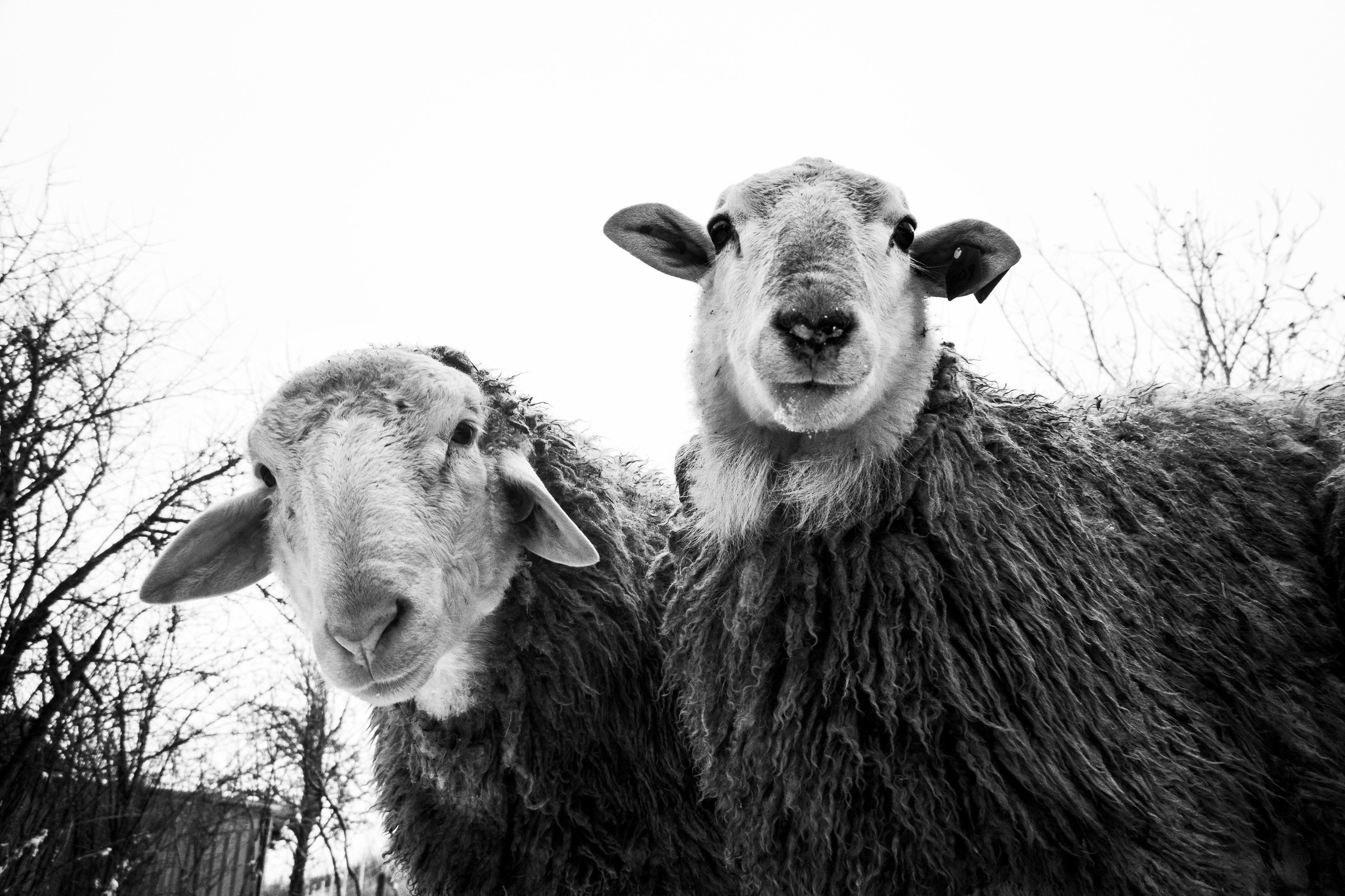 Ферма. Фотограф Антон Денисенко: Портрет, Документалистика, Пейзаж. Москва