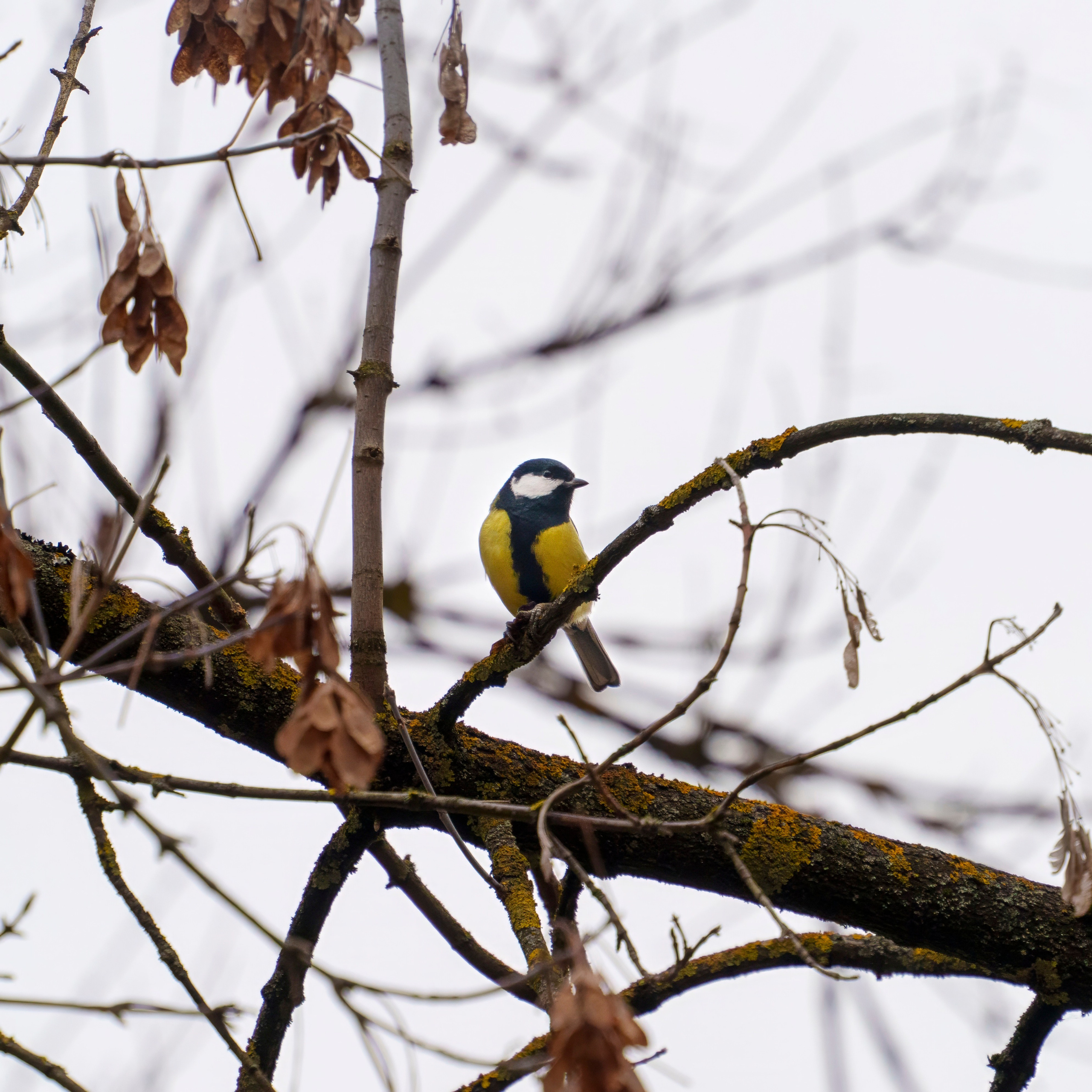 Animals — Животные