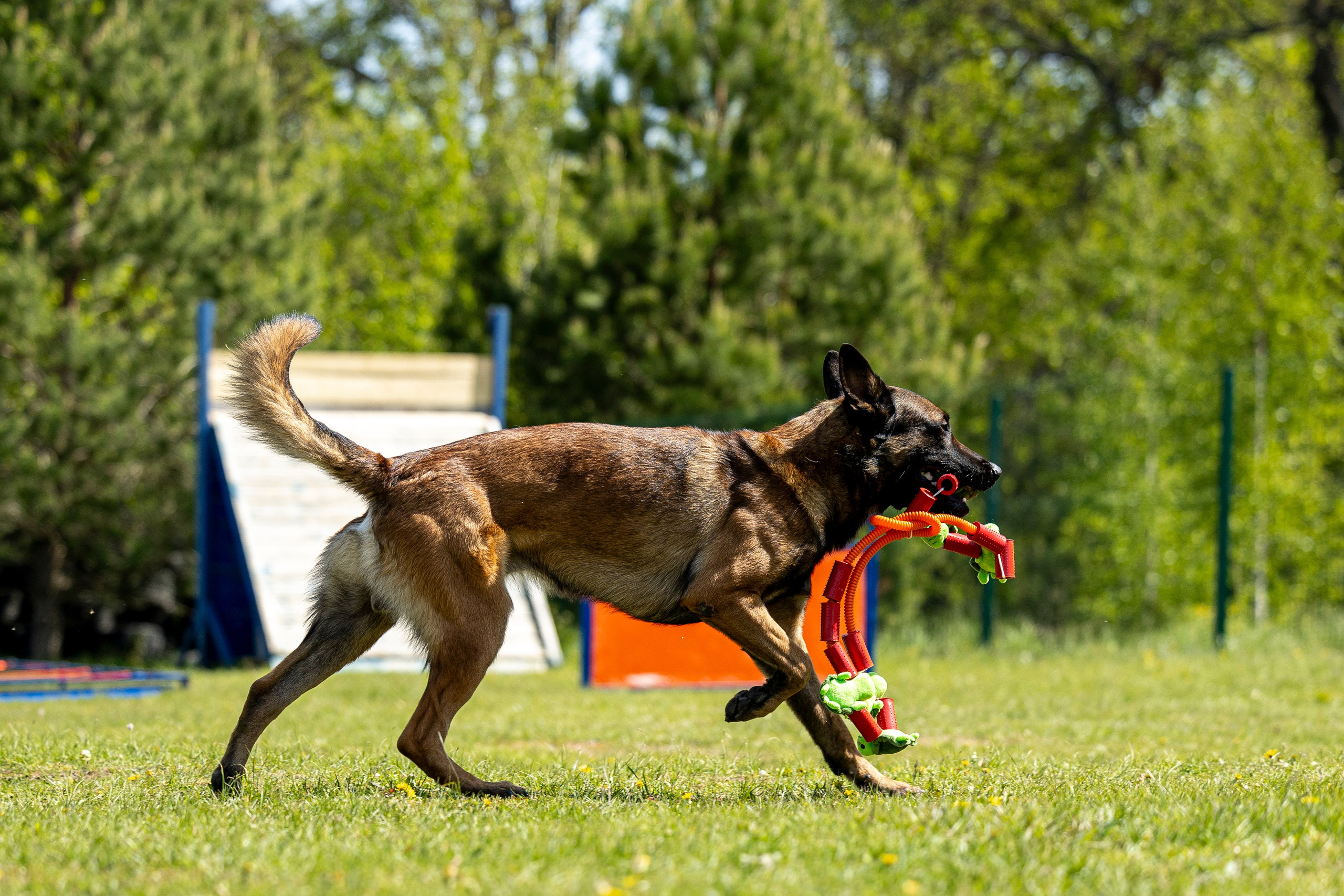 Испытания по мондьорингу в Нижнем Новгороде. Фотограф-анималист Анна Маринич