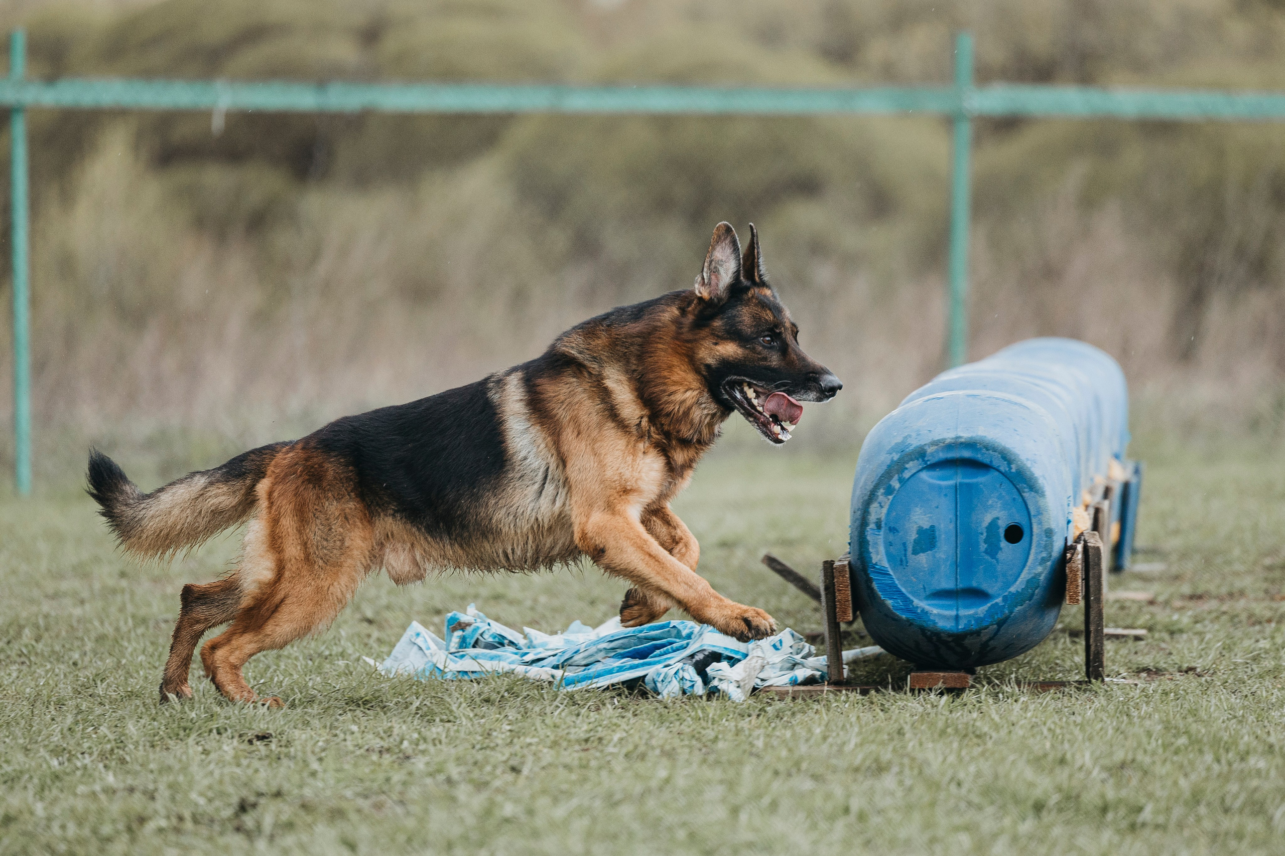 09.05.25 Вологда соревнования. Фотограф-анималист Анна Маринич