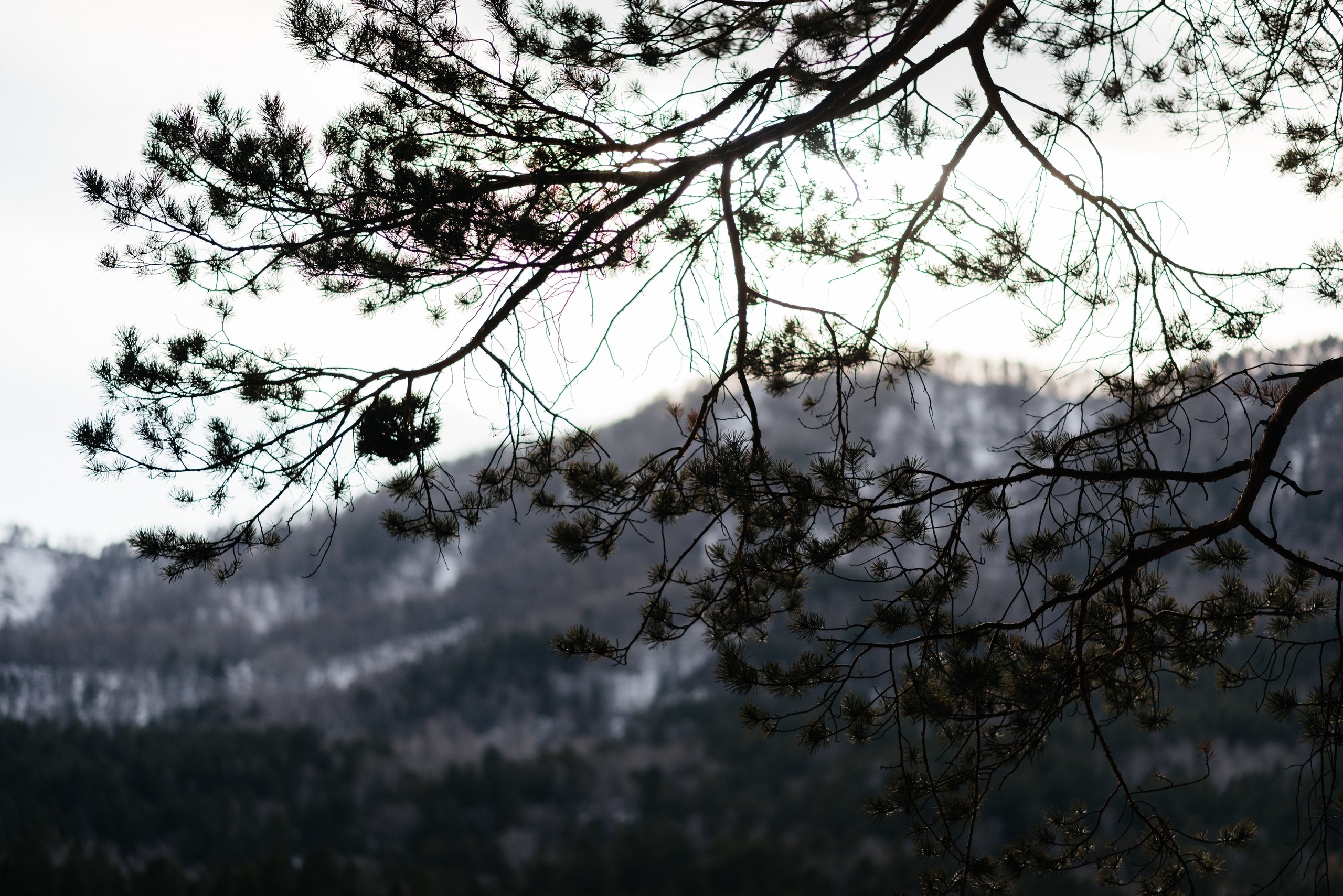 Love story Катя и Артем. Свадебная  съемка на Алтае