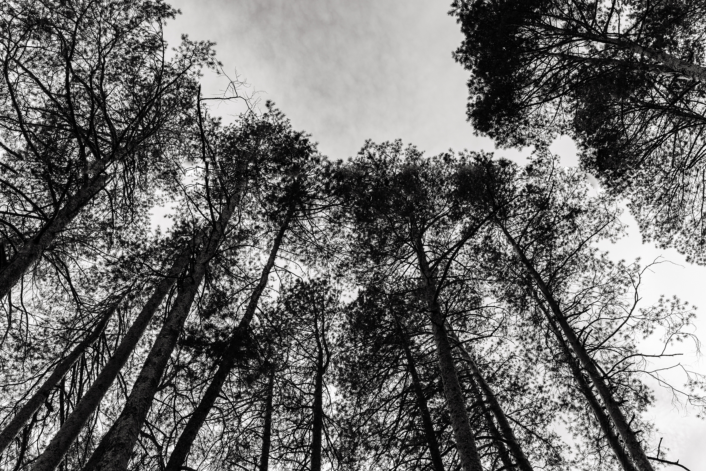 Love story Катя и Артем. Свадебная  съемка на Алтае