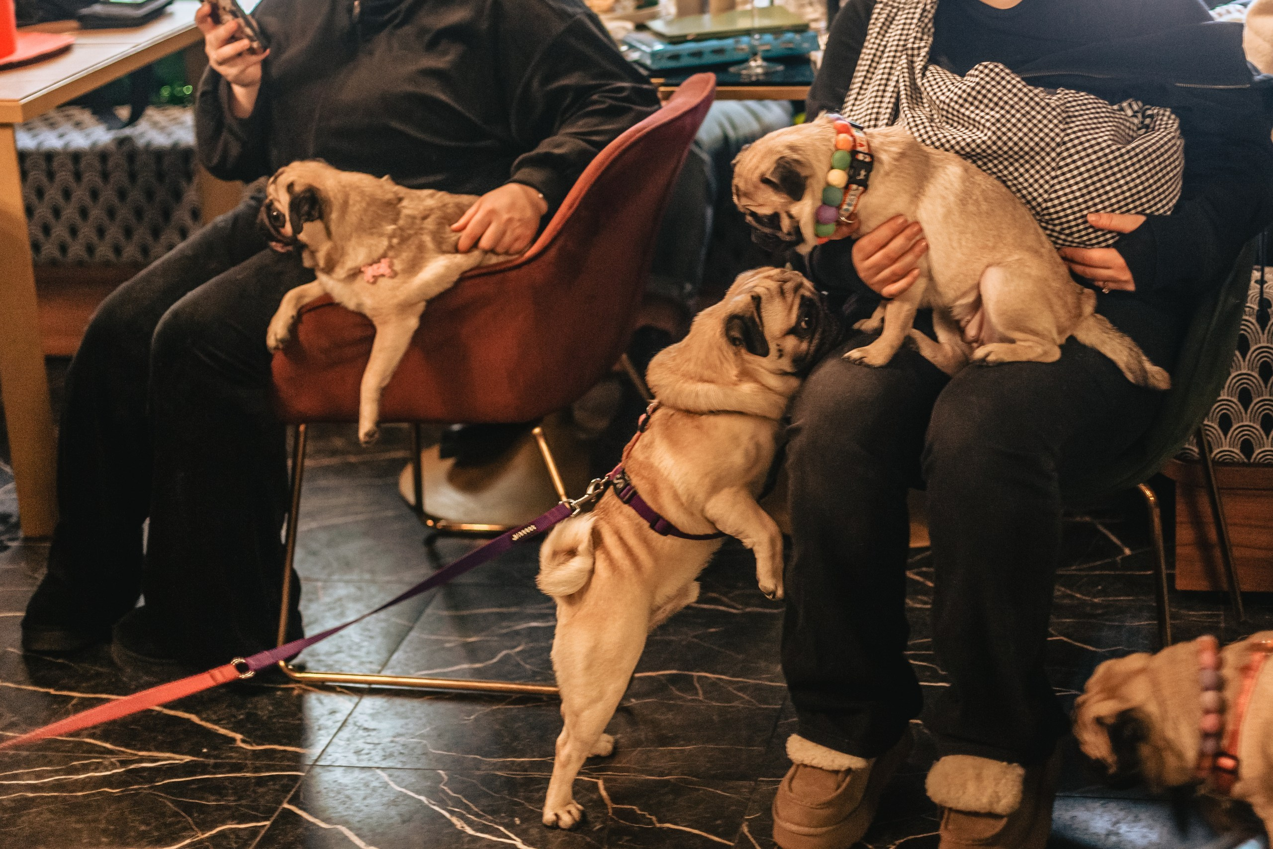 Мопсовстреча 02.12.2023. Фотограф-анималист Татьяна Степанова