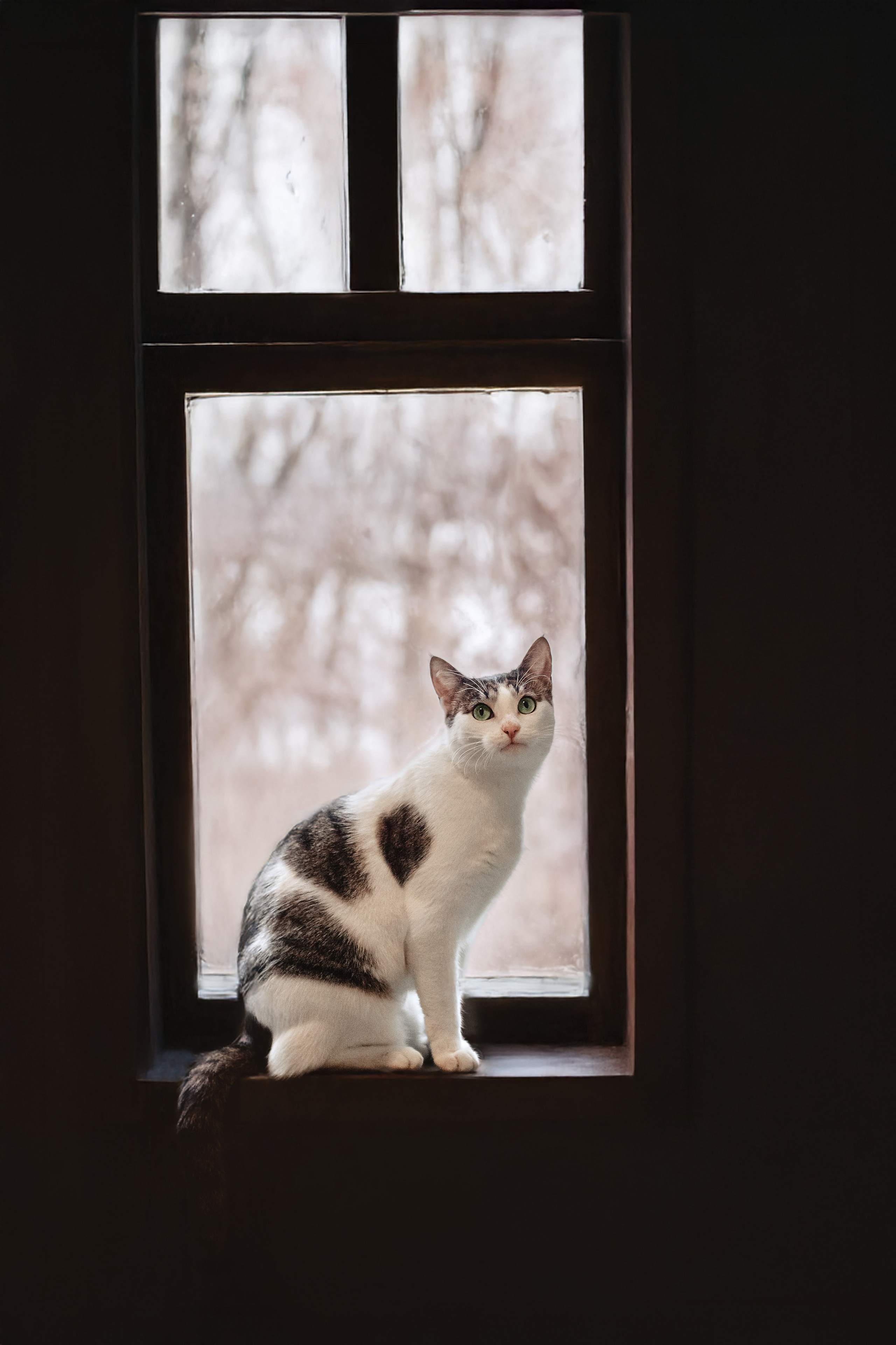 Кошки в поиске дома 2025. Фотограф-анималист Татьяна Степанова