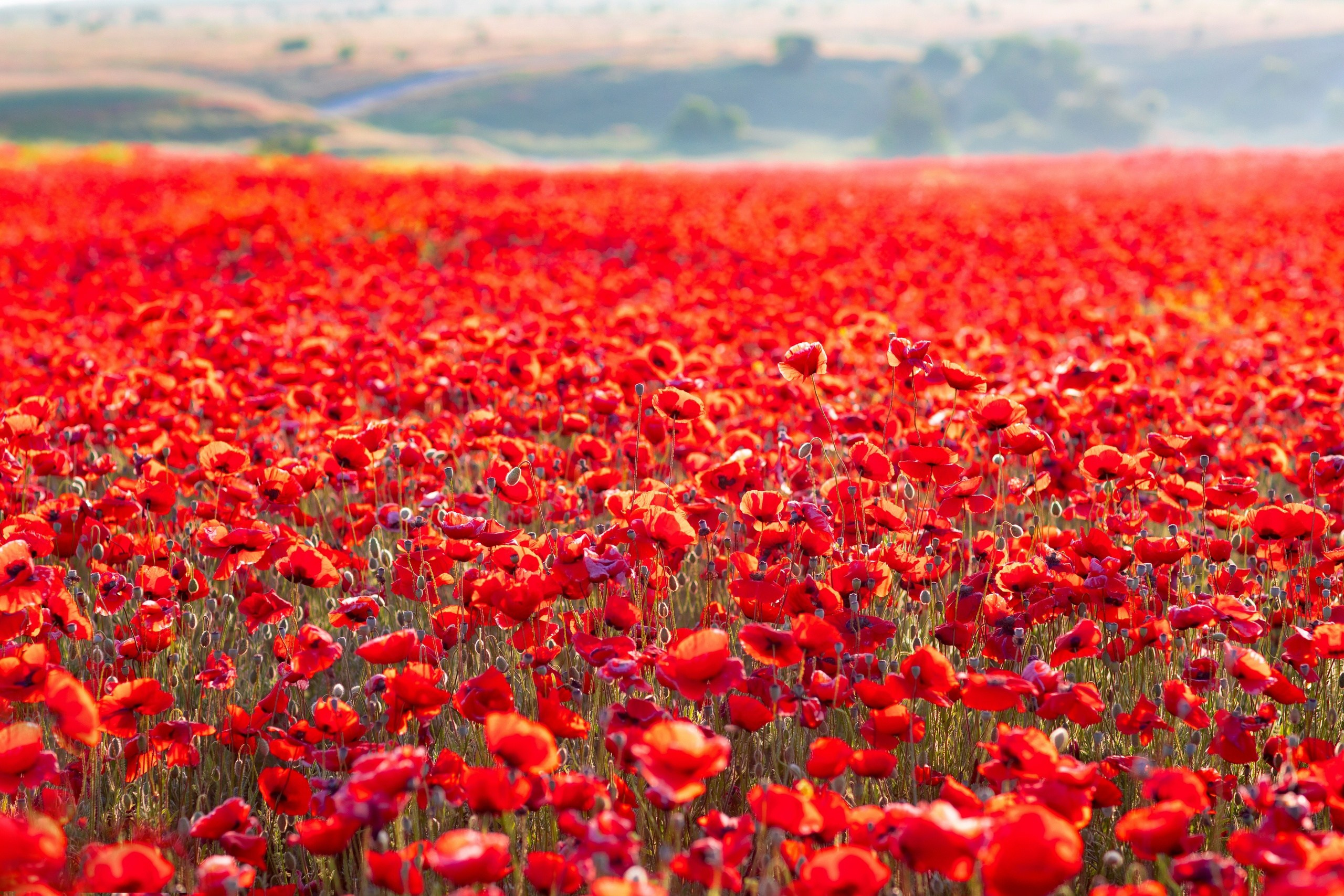 Портфолио. Фотограф Севастополь/Крым Светлана Евтушенко