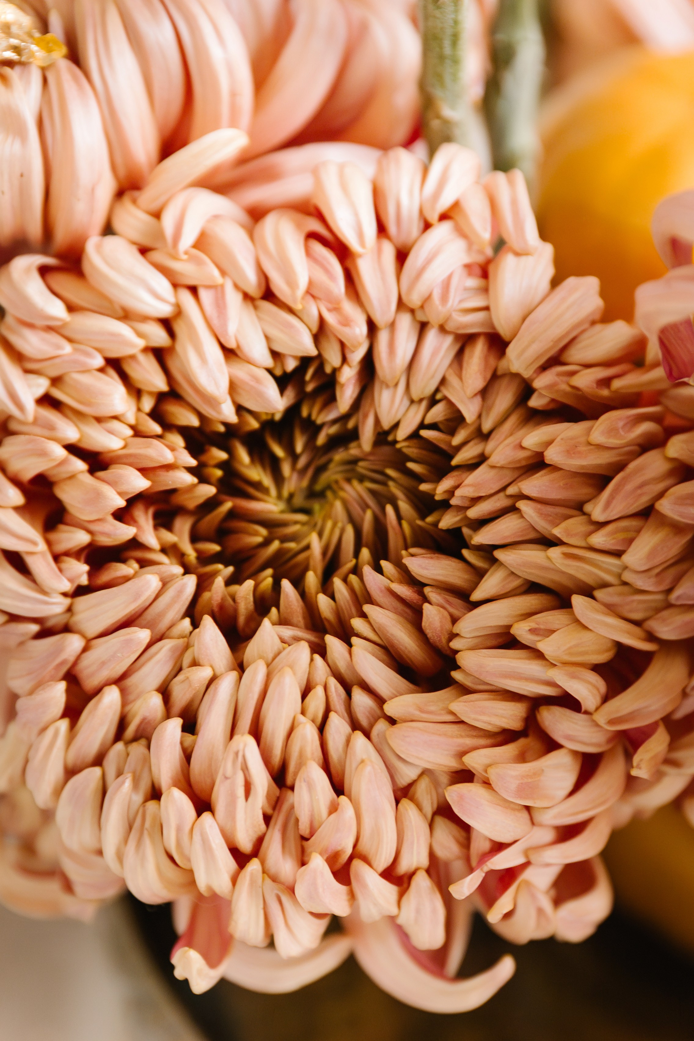 Season of soul. Фотограф Краснодар Юлия Бураченко Свадьбы Репортаж Семейные Индивидуальные съемки