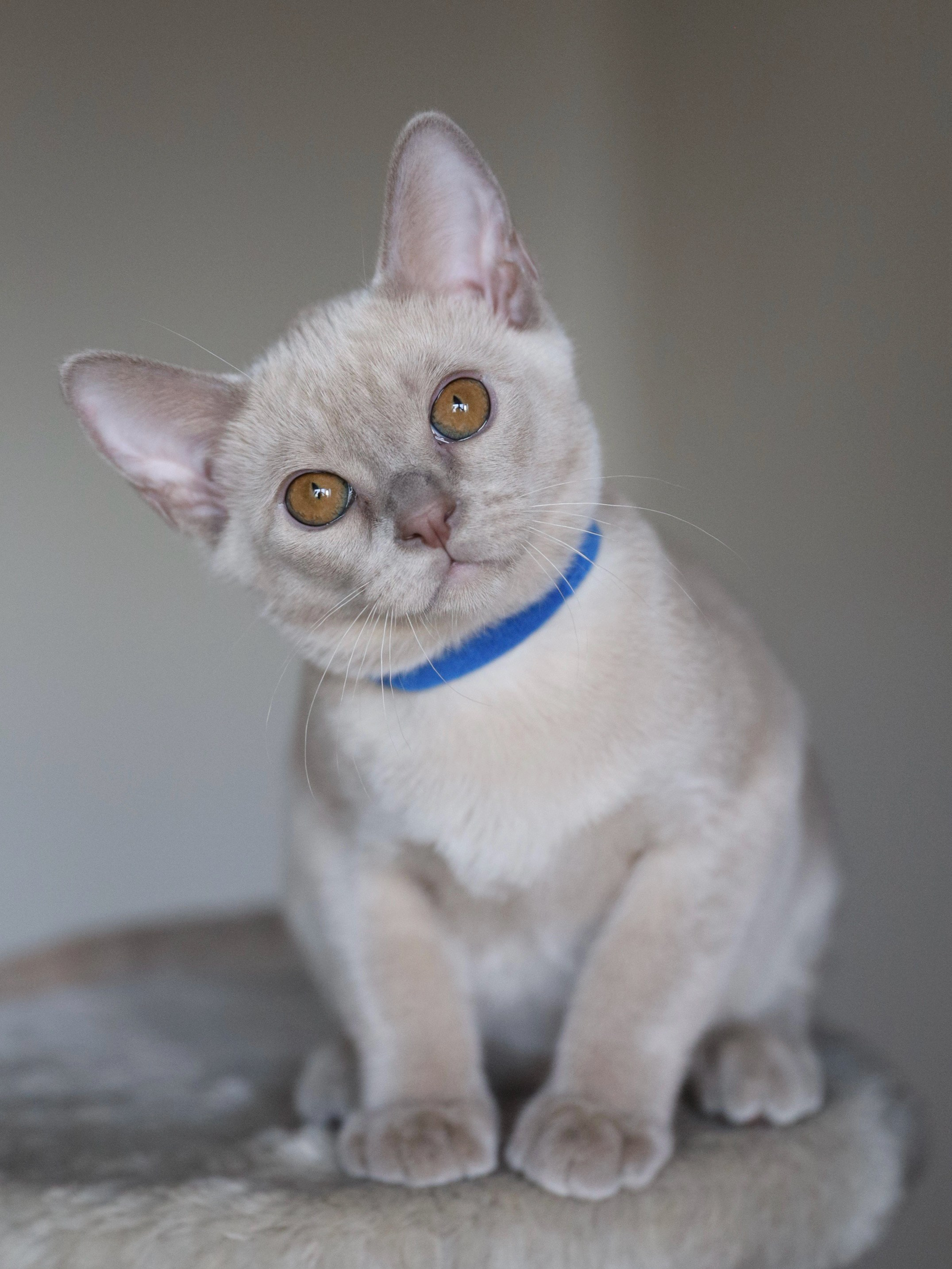 Christopher. Cattery “Bouncy Life”
