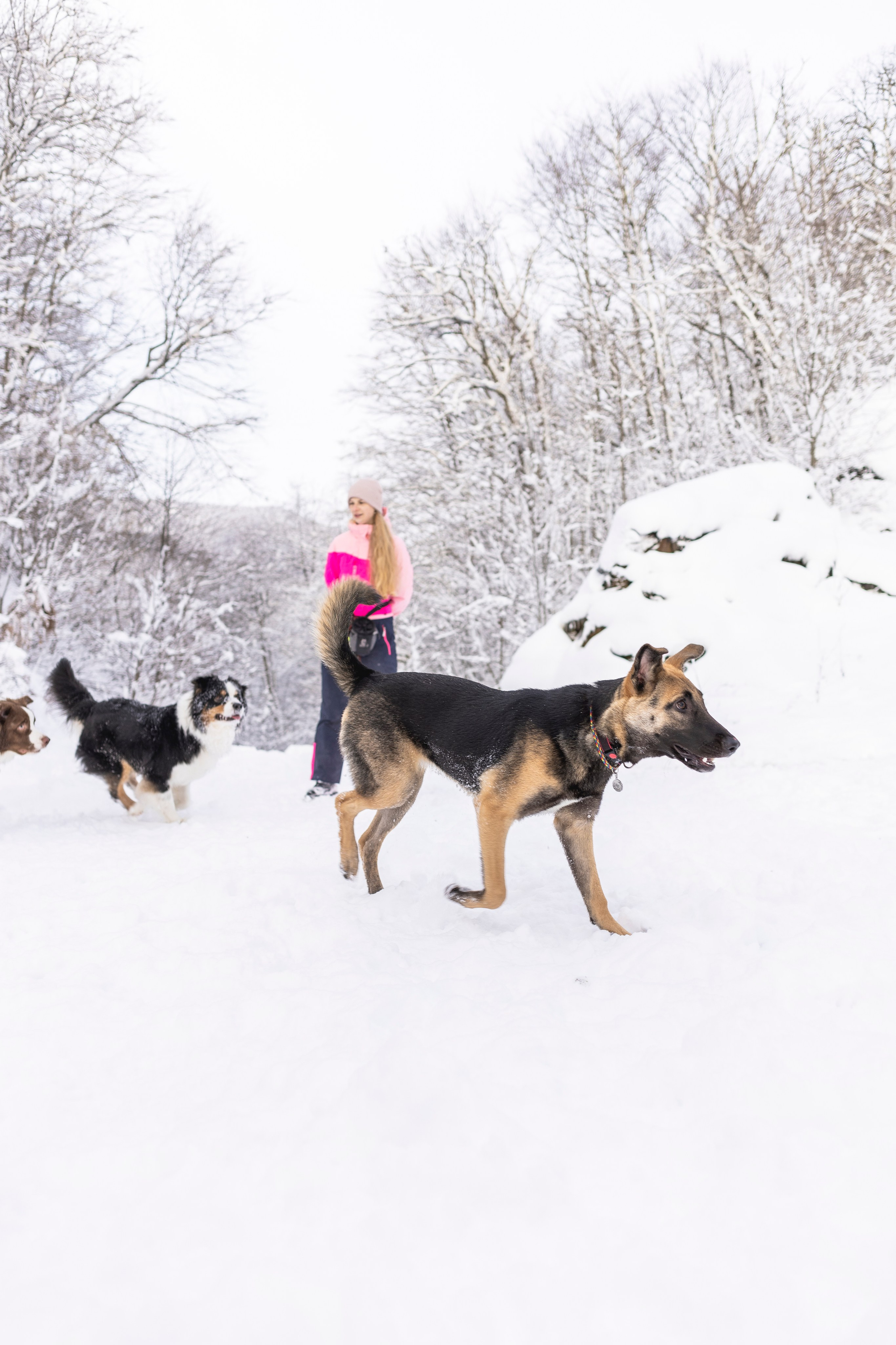 Догтуса Тропа Ефремова. Ирина Голомб|Фотограф-анималист в  Сочи и Калининграде