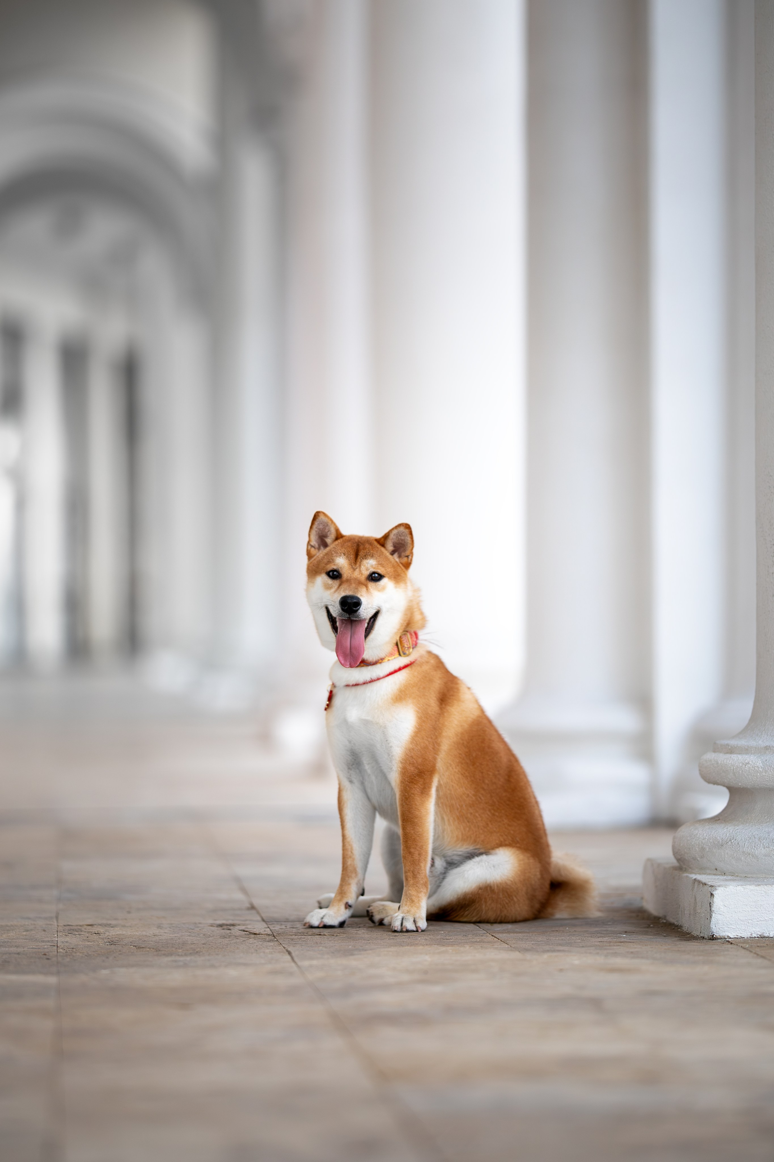 Митсоу, Сиба-Ину. Ирина Голомб|Фотограф-анималист в  Сочи и Калининграде