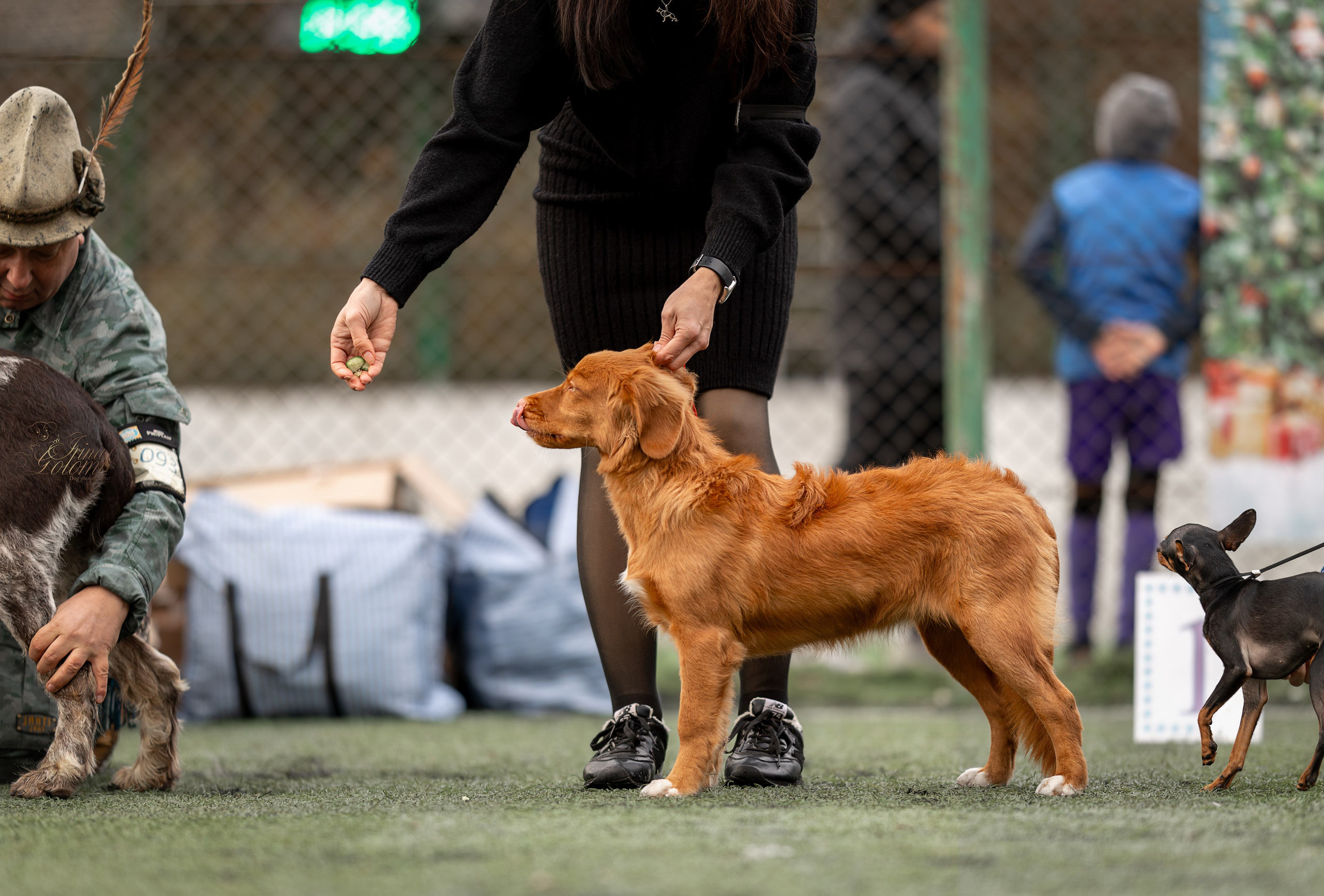 Выставка 17.12.23. Ирина Голомб|Фотограф-анималист в  Сочи и Калининграде