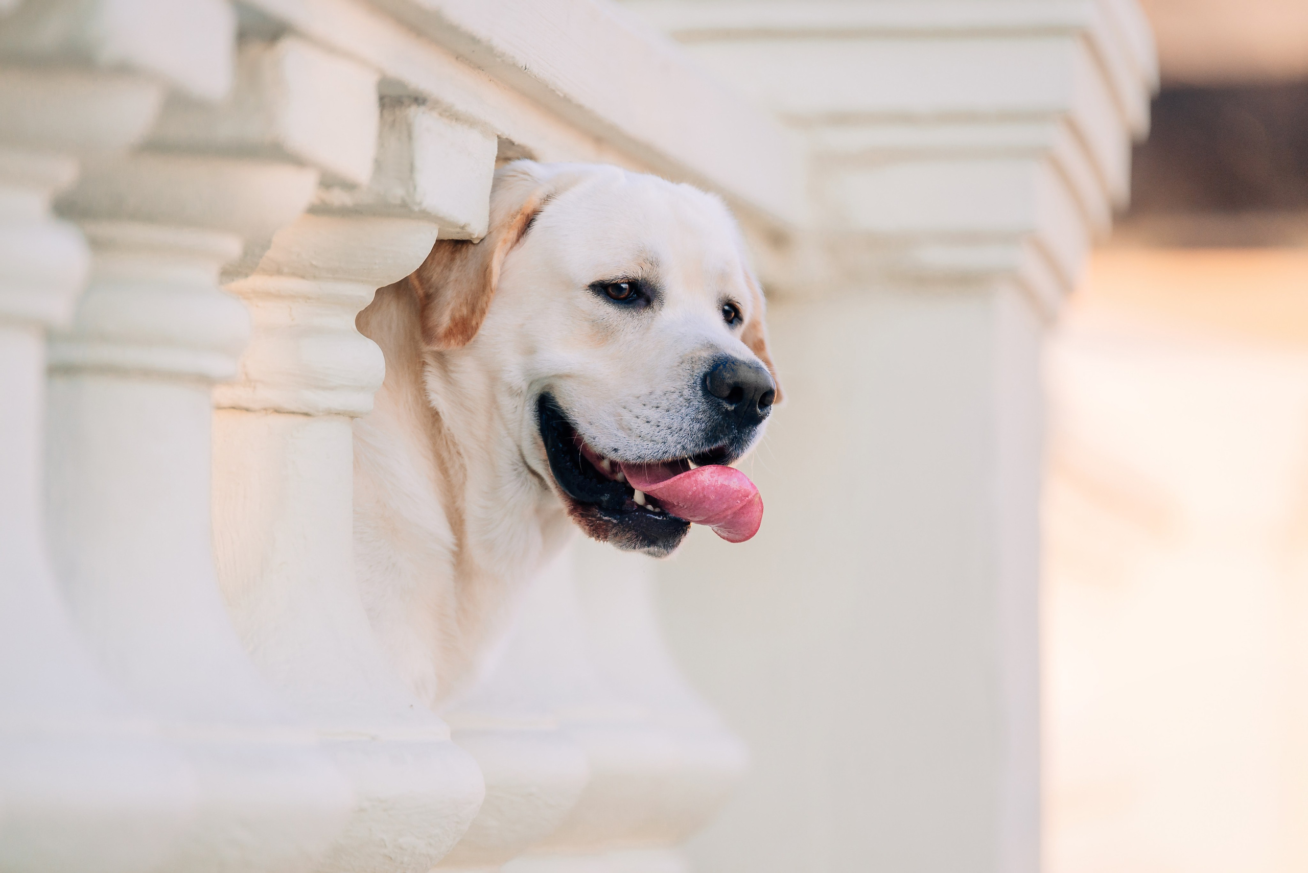 Екатерина, Урал и Бест. Фотограф-анималист Анастасия Парфенова|Екатеринбург