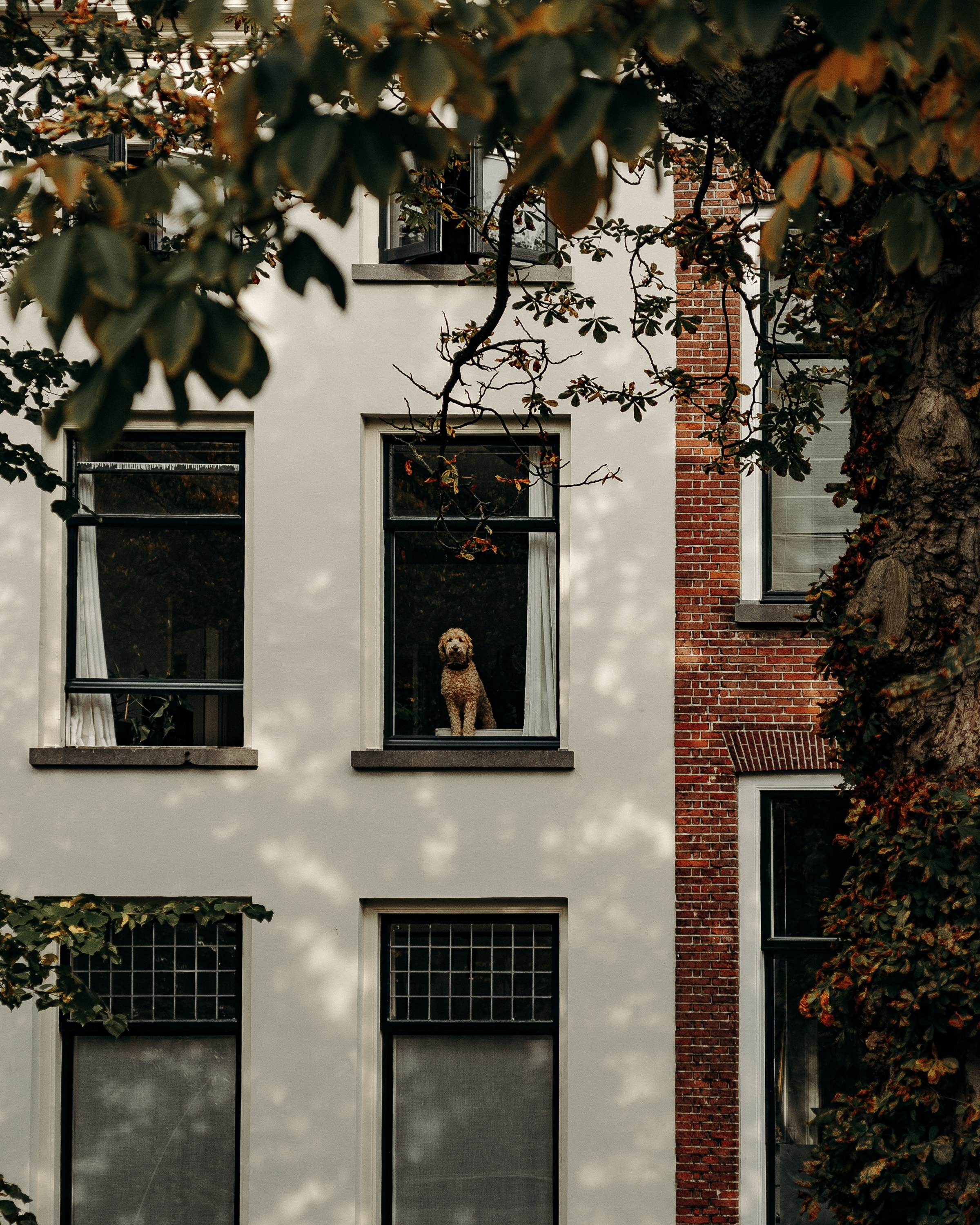 Straatfoto’s. Фотографии о вас и вашем питомце